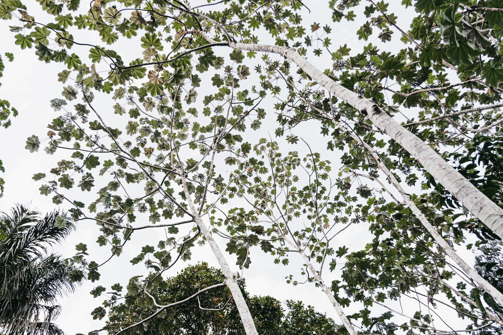 The forest floor has its own ceiling, and it goes on forever. Upward view through tall white-barked trees with lobed green leaves forming a dappled canopy on an untamed amazon cruise excursion