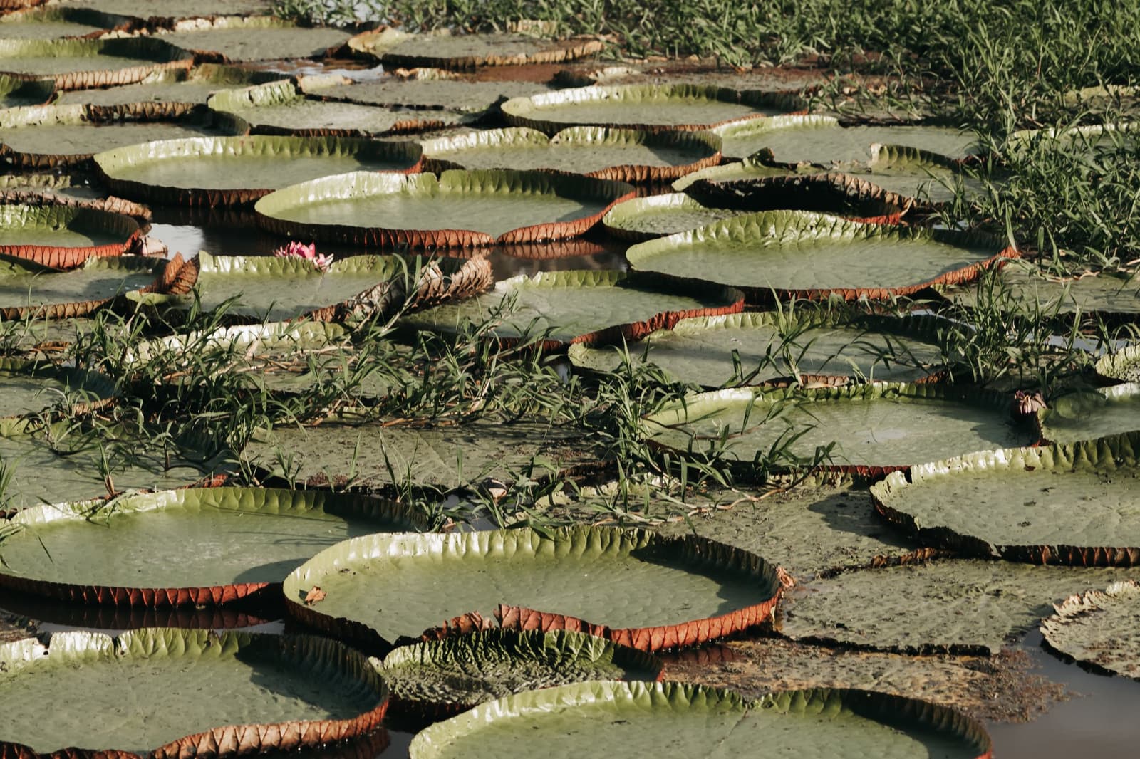 Nature's own tile work, and it floats. Dozens of giant circular water lily pads with rust-red rimmed edges carpeting a shallow waterway on an untamed Amazon cruise excursion, with small pink blooms visible among the greenery