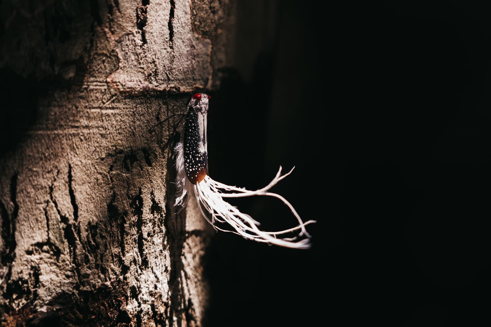 Nature's most dramatic recycling programme, found clinging to a single tree in the rainforest. A spotted planthopper insect with red eyes and long white waxy filaments clings to rough tree bark on an untamed amazon cruise wildlife excursion