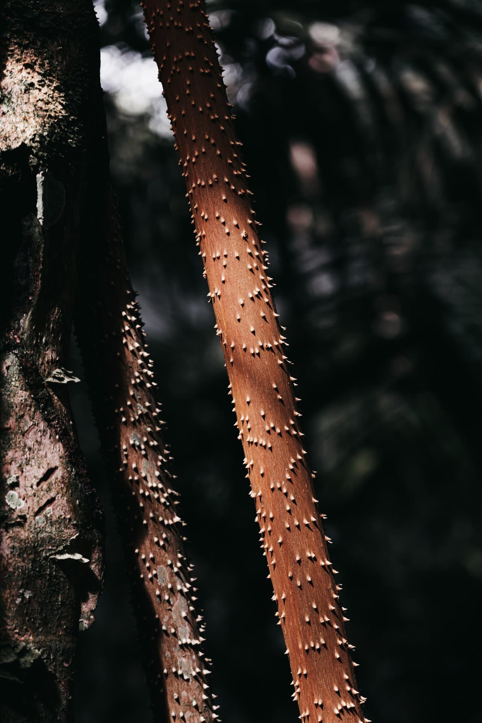 The forest has its own way of saying: look, don't touch. Close-up of a reddish-brown spiny plant stem covered in sharp pale thorns, set against a dark blurred forest backdrop on an untamed amazon cruise excursion