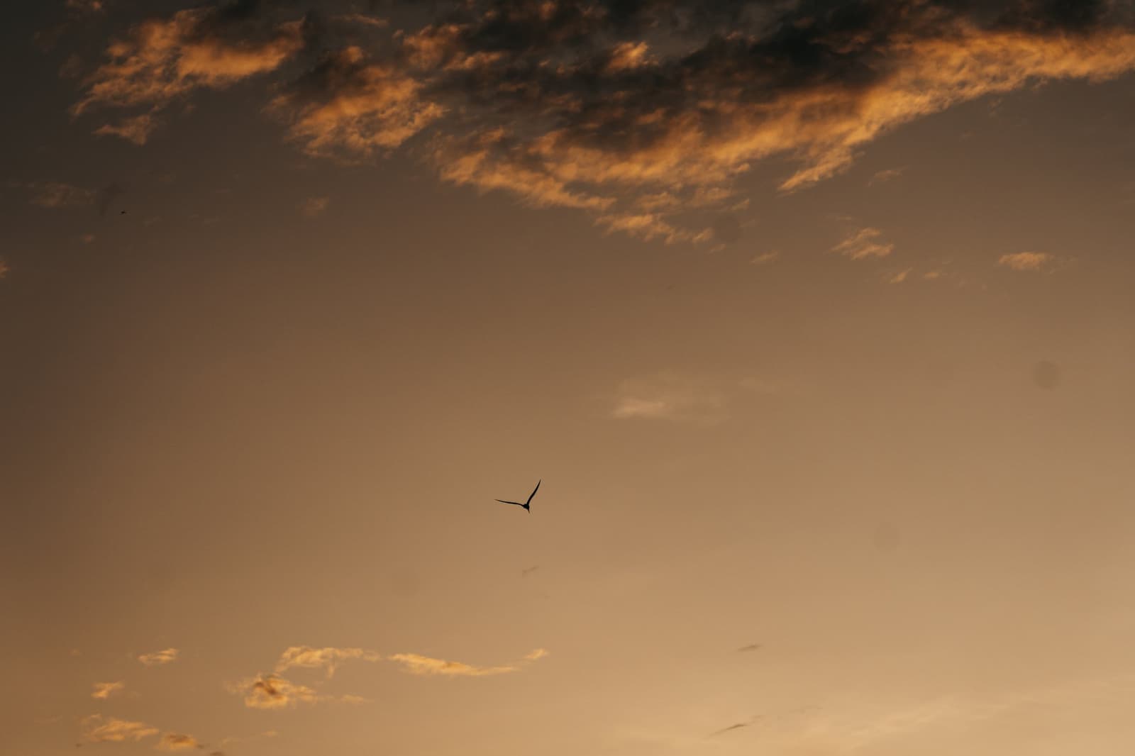 One bird, all that sky, the Amazon evening has a way of putting things in perspective. A lone bird silhouetted against a warm amber sunset sky during the untamed amazon cruise, drifting through gold-edged clouds