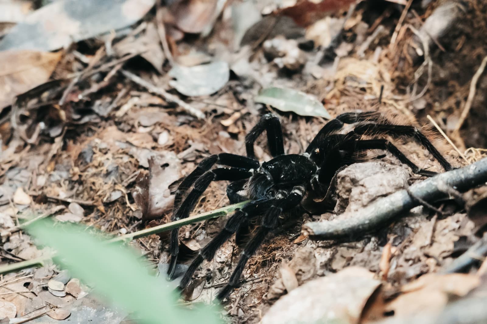 Not everyone's favourite hiking companion, but respect is mutual. A large black tarantula with hairy legs rests on dry leaf litter and bare soil during an untamed amazon cruise wildlife encounter