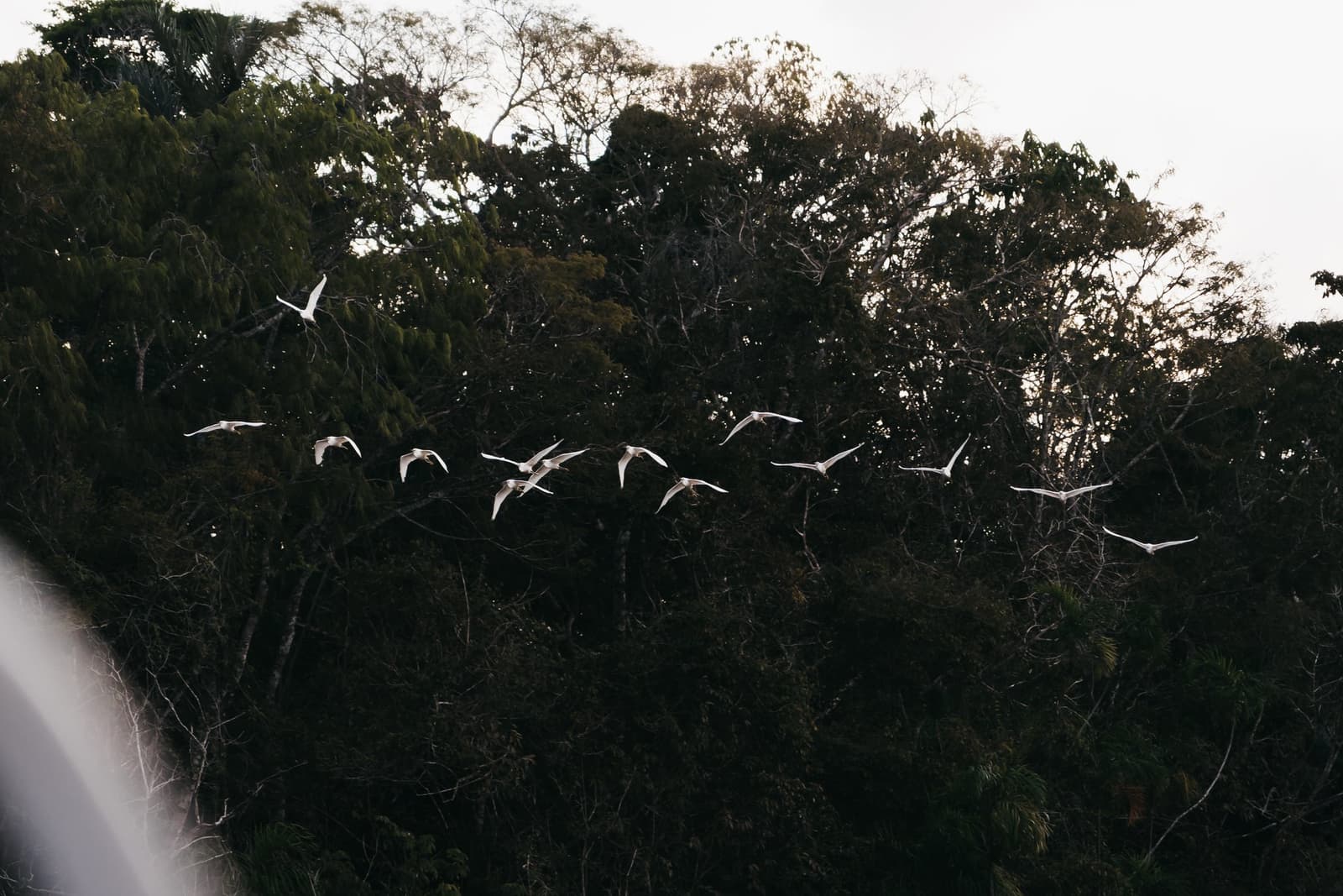 Thirty wings, one direction, no agenda. A flock of white egrets in flight above dense tropical forest canopy on an untamed amazon cruise excursion
