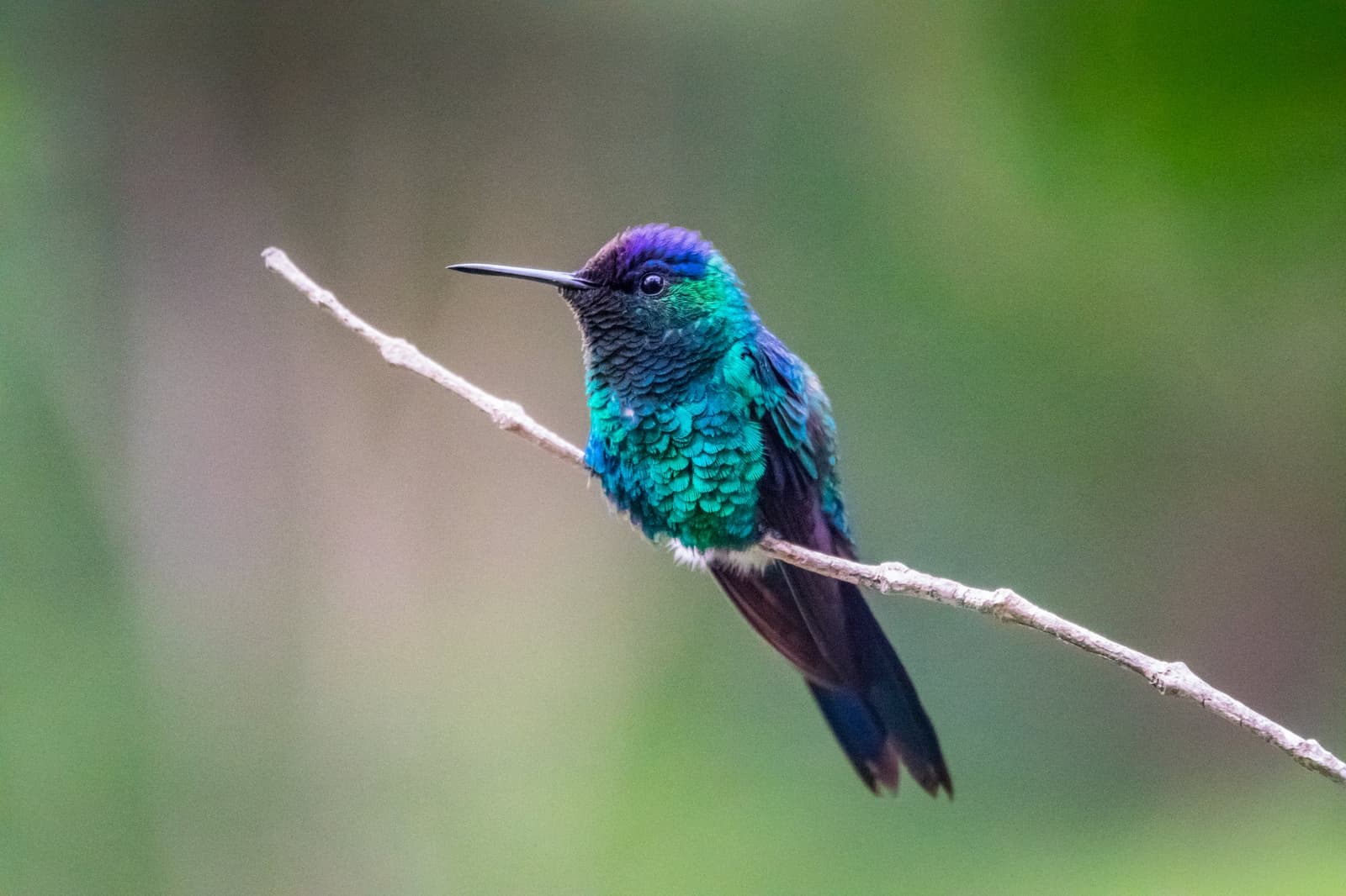 Tiny bird, enormous attitude, and feathers that shift color with every angle. A iridescent hummingbird with violet crown and teal-green plumage perched on a bare twig against a soft green background, spotted on the Vale do Pati Trek