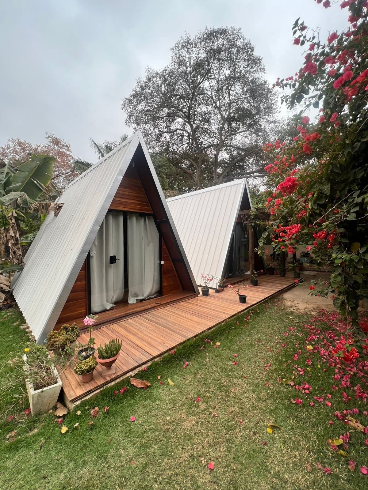Your base before the wild stuff starts, and already pretty good. Two A-frame wooden cabins with metal roofs and a shared timber deck, surrounded by green lawn, potted plants, and a bougainvillea in full red bloom, on this amazon and pantanal tour itinerary