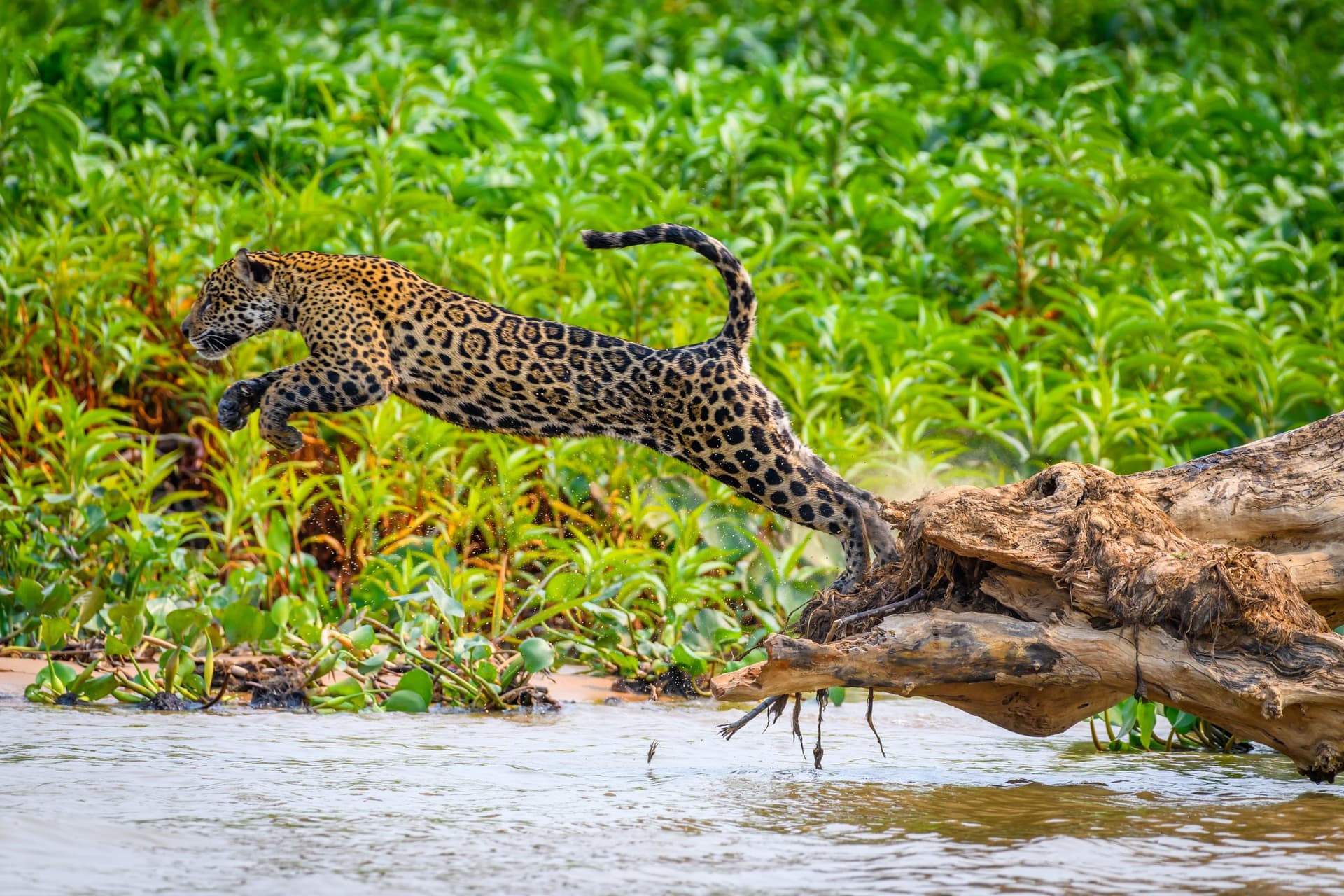 8-day Amazon & Pantanal Tour: Jaguar Safari + Jungle Adventure 8-day Amazon & Pantanal Tour: Jaguar Safari + Jungle Adventure