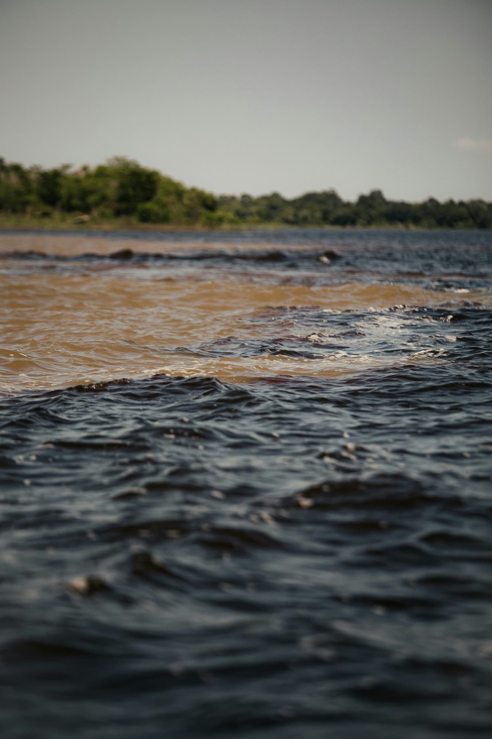 Two rivers, two colours, one stubborn refusal to blend. The Meeting of the Waters on an amazon and pantanal tour, where the dark Rio Negro and sandy-brown Solimões flow side by side without mixing, with green riverbank vegetation in the background