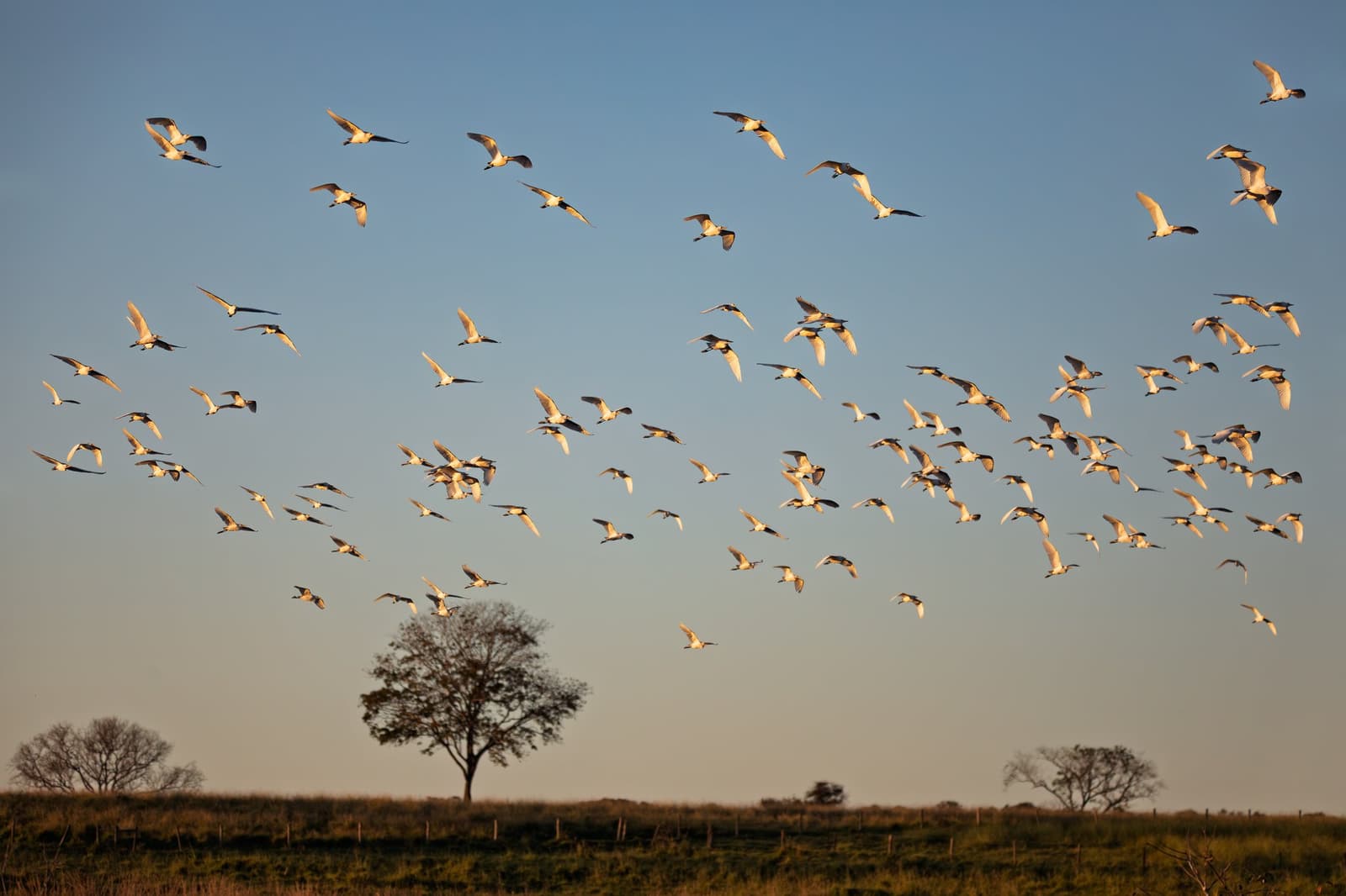 Hundreds of wings at once, and the sky just makes room. Photo: Artush A large flock of white-and-black wading birds in flight over open grassland with silhouetted trees at golden hour, seen on an amazon and pantanal tour