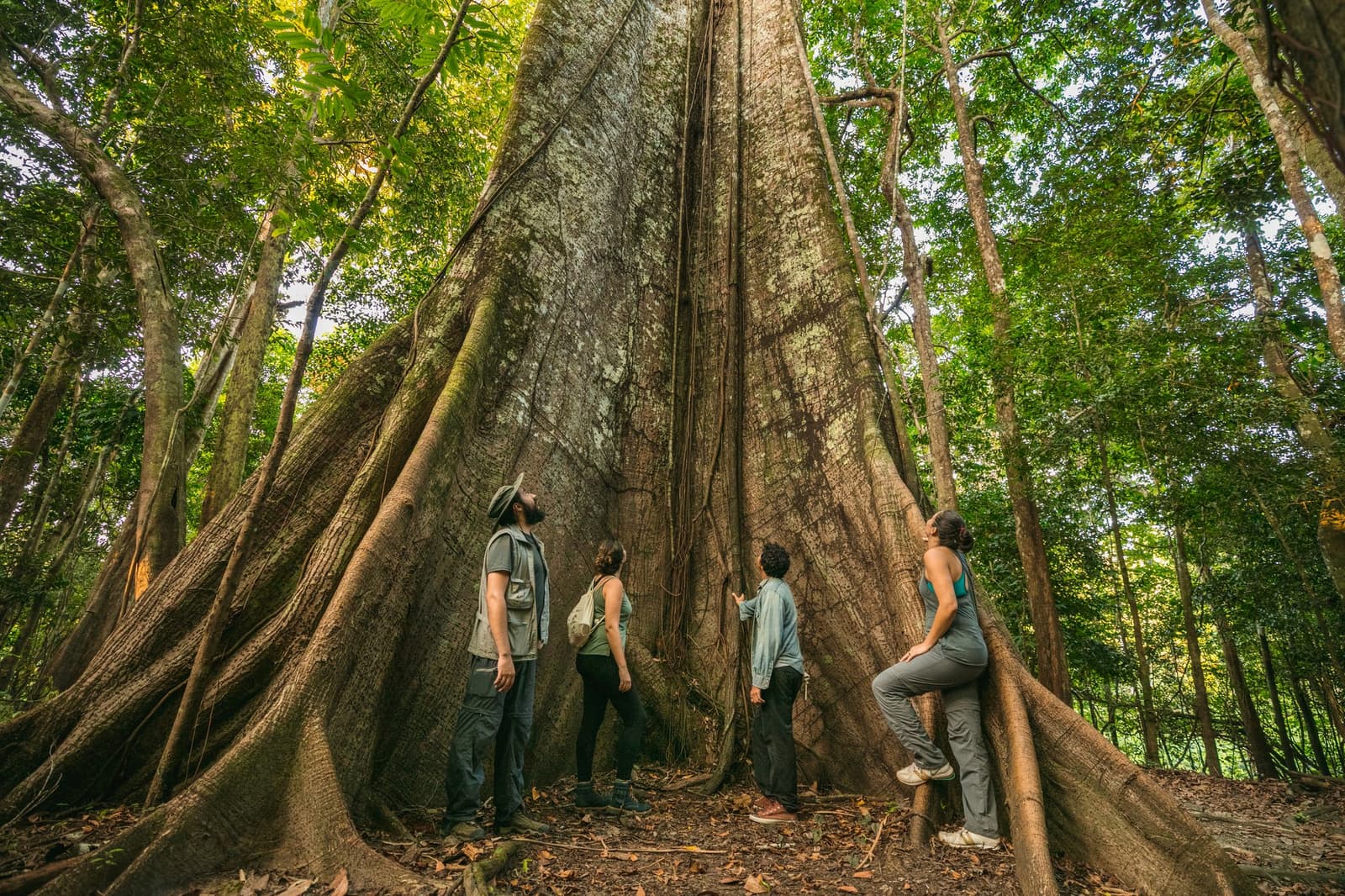 Some trees earn your silence. This one earns a craned neck. Photo: Guilherme Gomes Four visitors stand at the base of a massive buttress-rooted tree during an amazon rainforest ecolodge trip in brazil, gazing up at its towering trunk as a guide points to the bark in dense green jungle