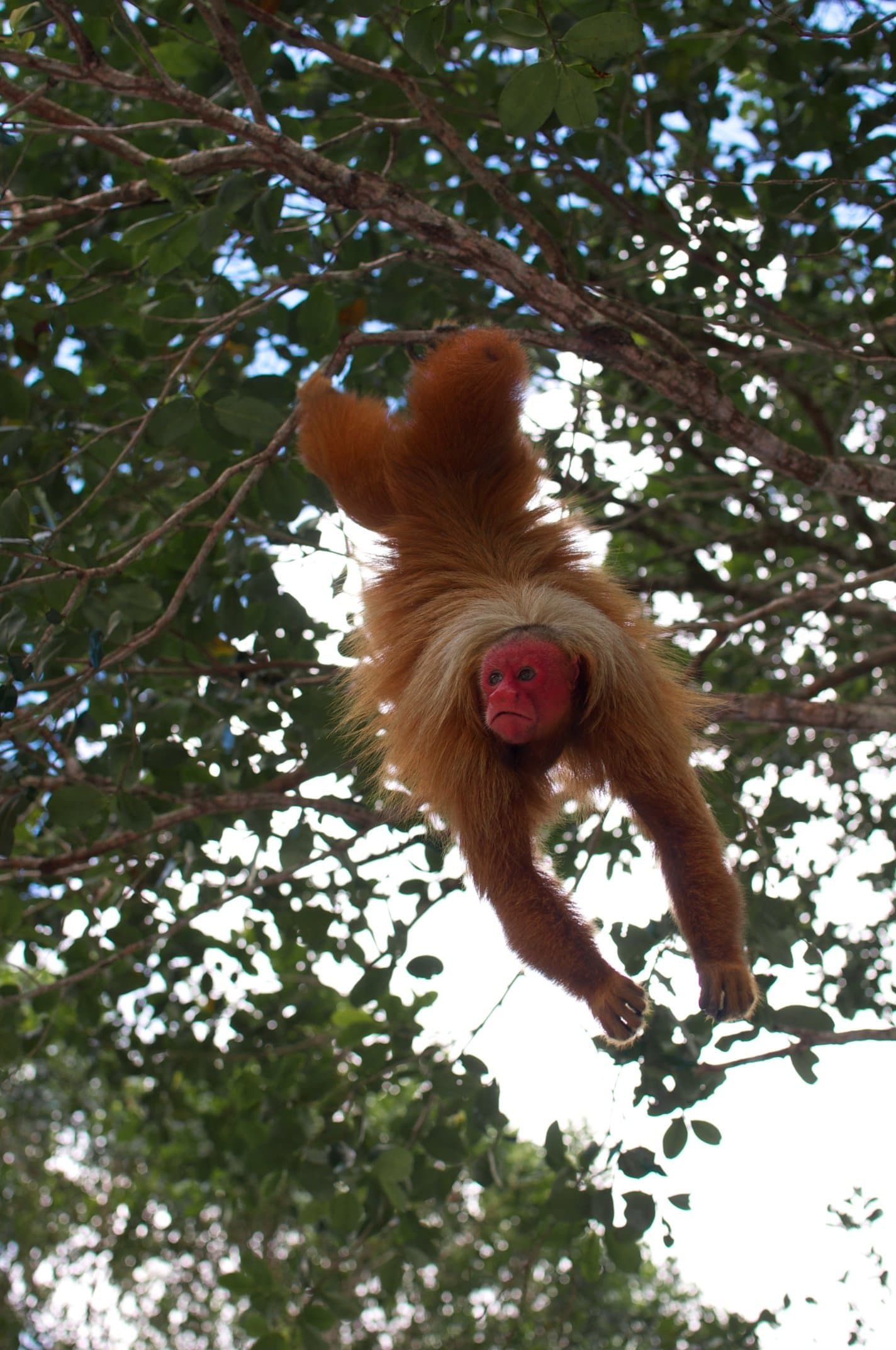 Hanging upside down, judging you. The uakari has opinions. A red-faced uakari monkey hanging upside down from a tree branch in the Amazon rainforest ecolodge trip in Brazil, its golden-orange fur splayed out as it stares directly at the camera