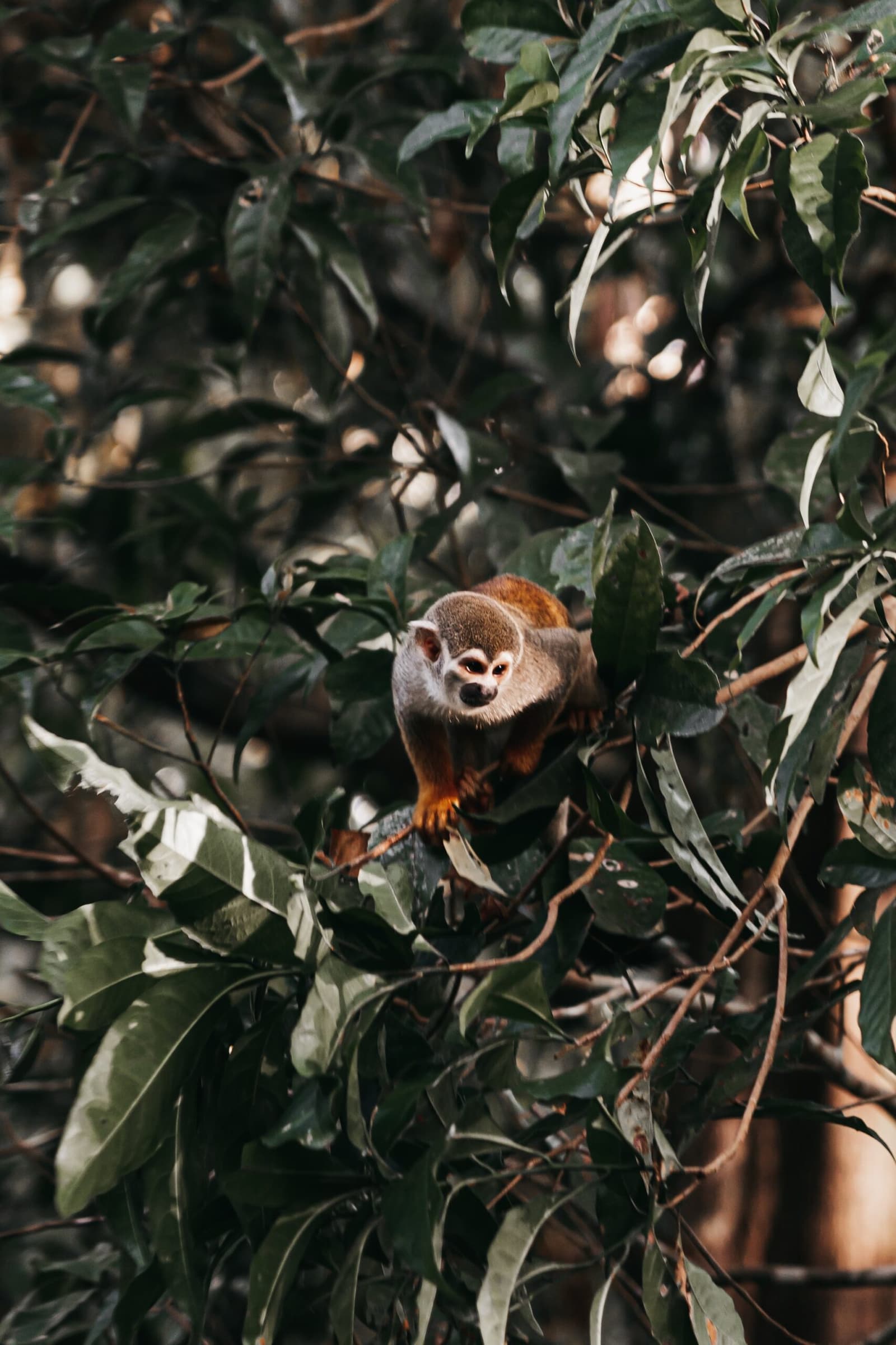 Small but confident, this little monkey has clearly decided you are the curiosity here. A squirrel monkey perched on a branch among dense green foliage, gazing directly at the camera during a luxury amazon cruise in brazil
