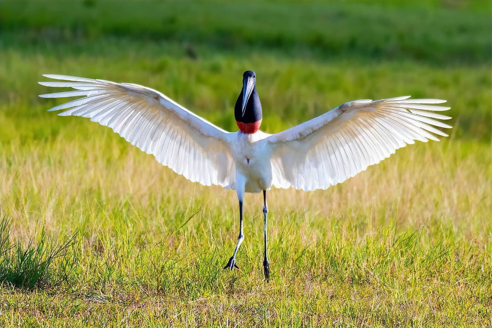 Arms wide open, the jabiru owns every inch of that field. A jabiru stork spreads its full wingspan on open grassland during an amazon and pantanal tour, its black head, red collar, and white feathers vivid against green wetland grasses