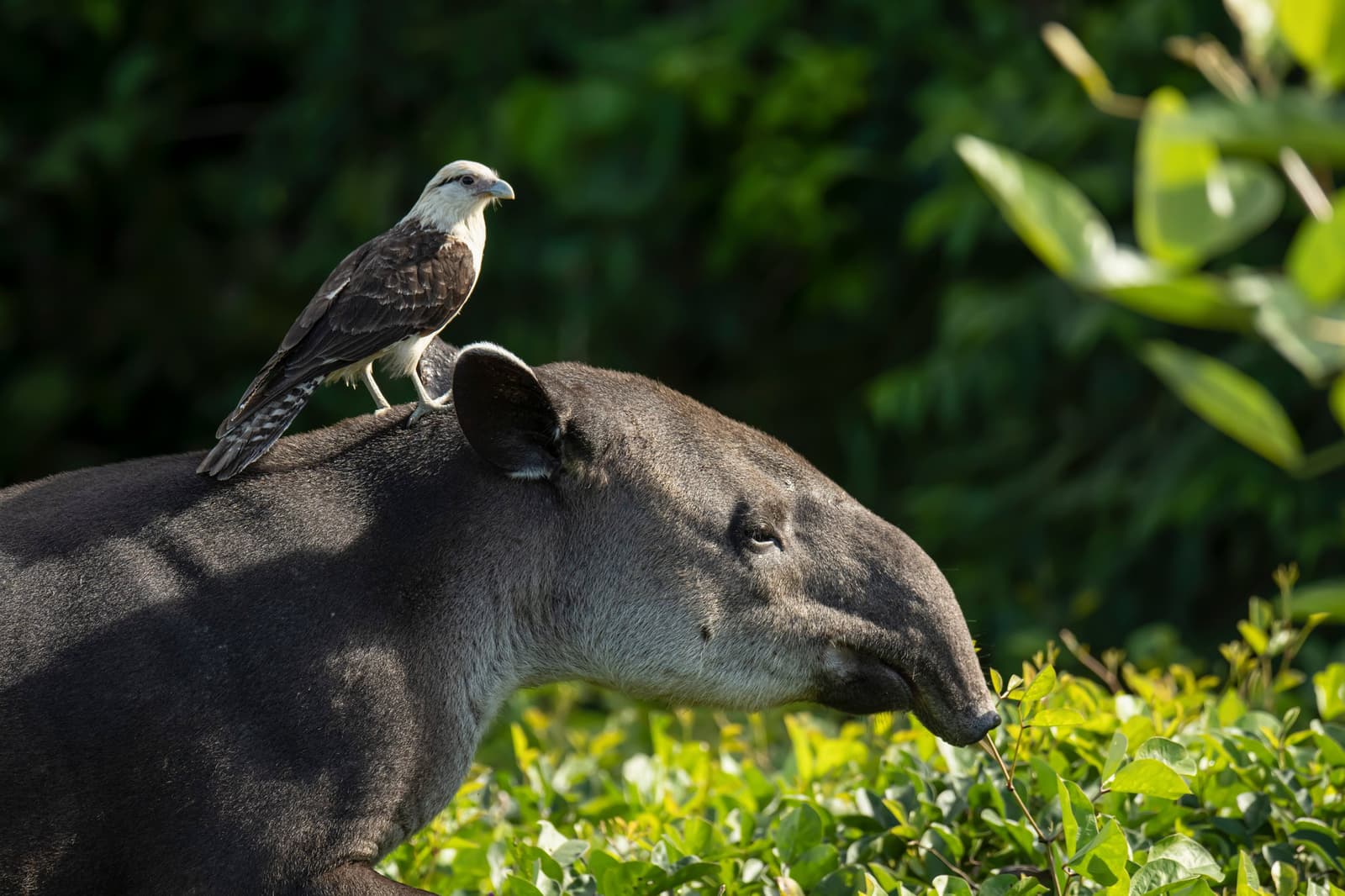 The caracara found a perch; the tapir found lunch. Neither seems bothered by the arrangement. Photo: Patrick Gijsbers A yellow-headed caracara perches on the back of a lowland tapir browsing green shrubs on this amazon and pantanal tour, a rare example of two species sharing the same frame in perfect calm