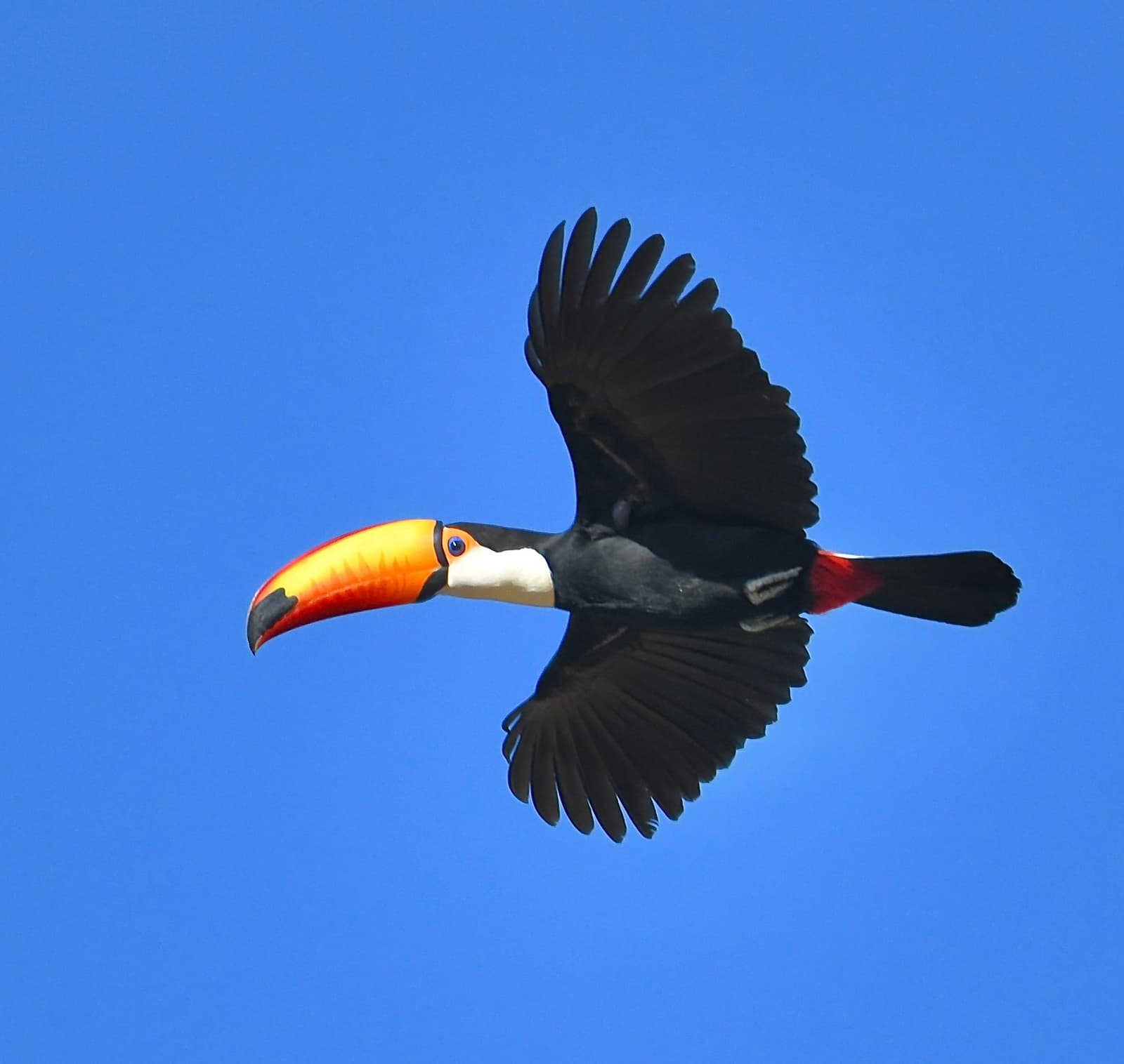 Big bill, bigger attitude, toucans never look like they should be able to fly. Photo: Seth Heilman A toco toucan with its large orange-and-yellow bill fully spread wings mid-flight against a clear blue sky, spotted on an amazon and pantanal tour