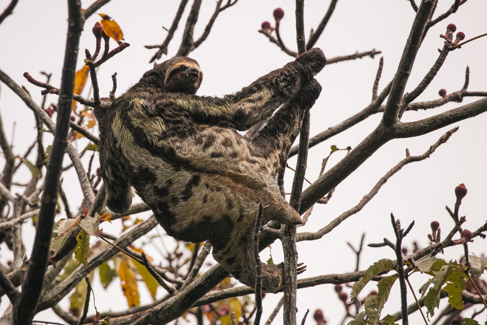 On its own schedule, unbothered by yours. Photo: Guilherme Gomes A three-toed sloth grips bare branches high in the canopy during an amazon rainforest ecolodge trip in brazil, its shaggy algae-tinged fur blending into the sparse tree crown against an overcast sky