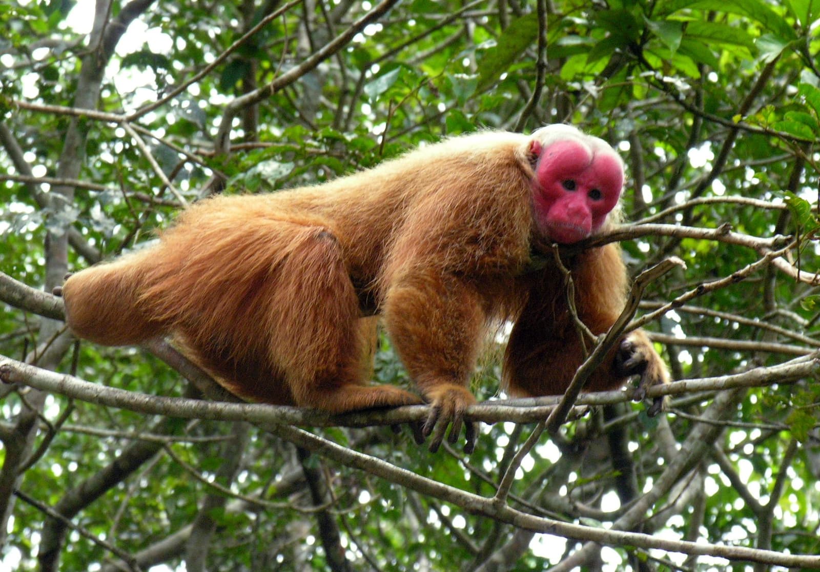 That face isn't a coincidence, the redder, the healthier. A bald uakari monkey with a vivid pink-red face and thick orange-brown fur perches on bare branches in a tropical rainforest canopy, a highlight of any amazon rainforest ecolodge trip in brazil