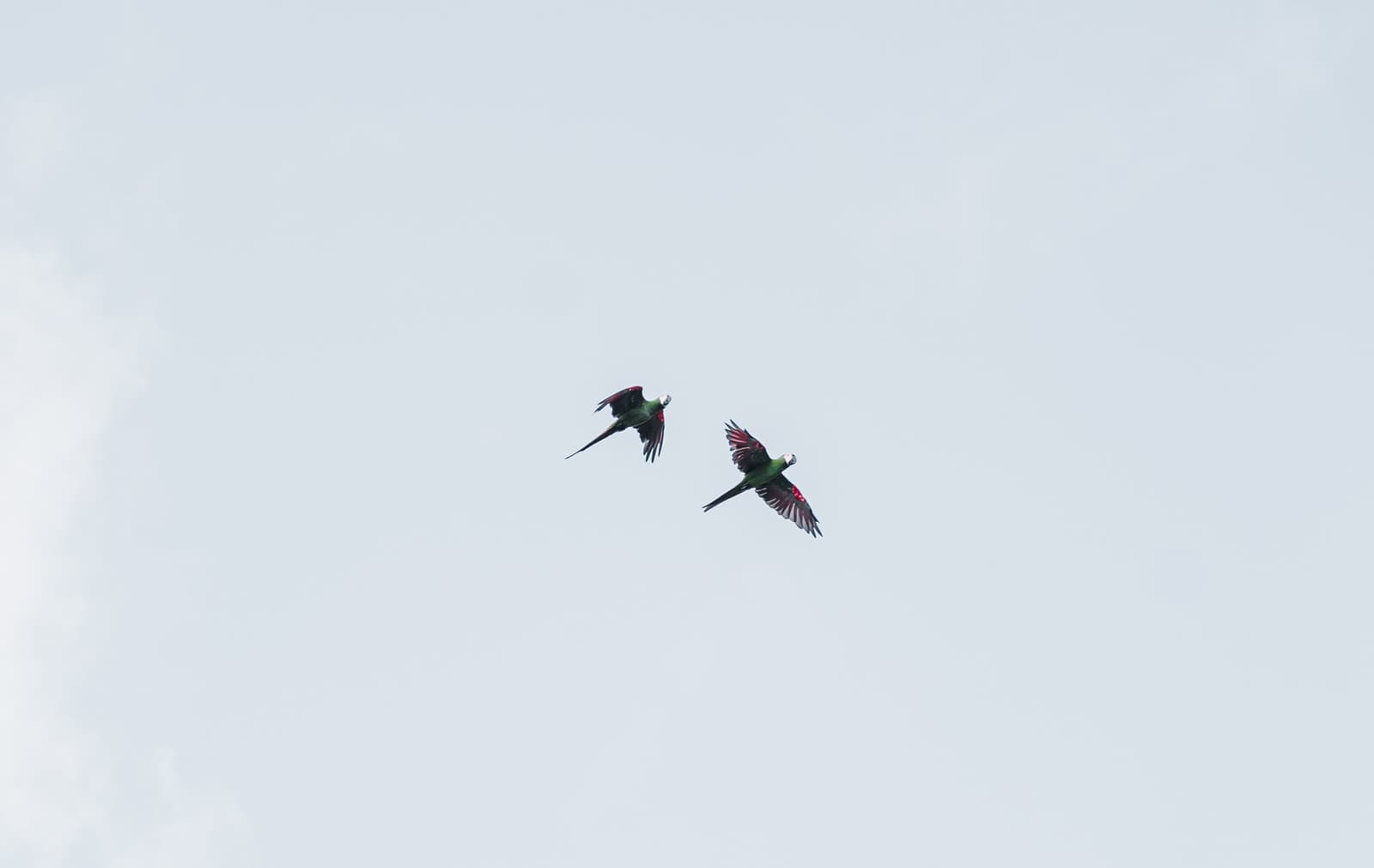 They go everywhere together, and they're not slowing down for anyone. Two green and red parrots with long tails flying side by side against an overcast sky, spotted during a luxury amazon cruise in brazil