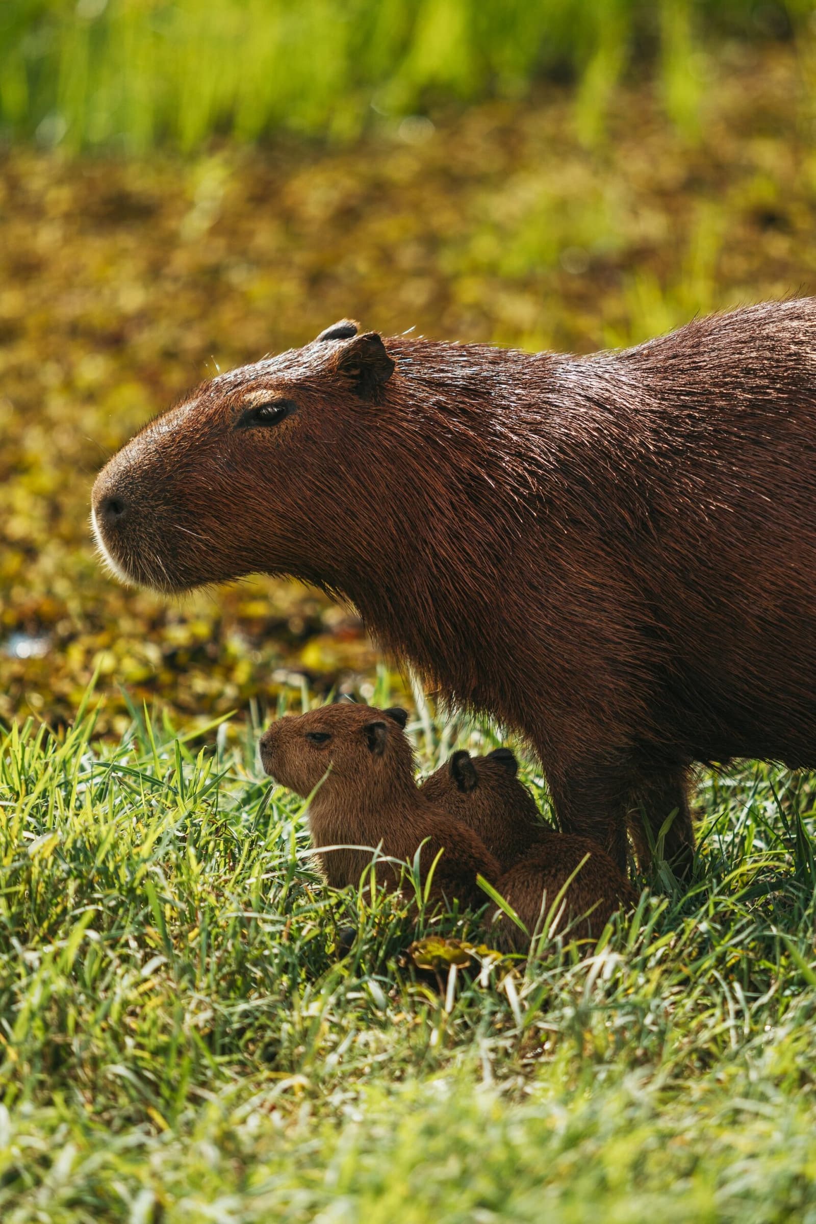A size ratio that never gets old, no matter how many you see. Photo: Felipe Castellari An adult capybara stands over two tiny pups sheltering beneath her on a grassy wetland bank during a luxury Pantanal and Amazon trip