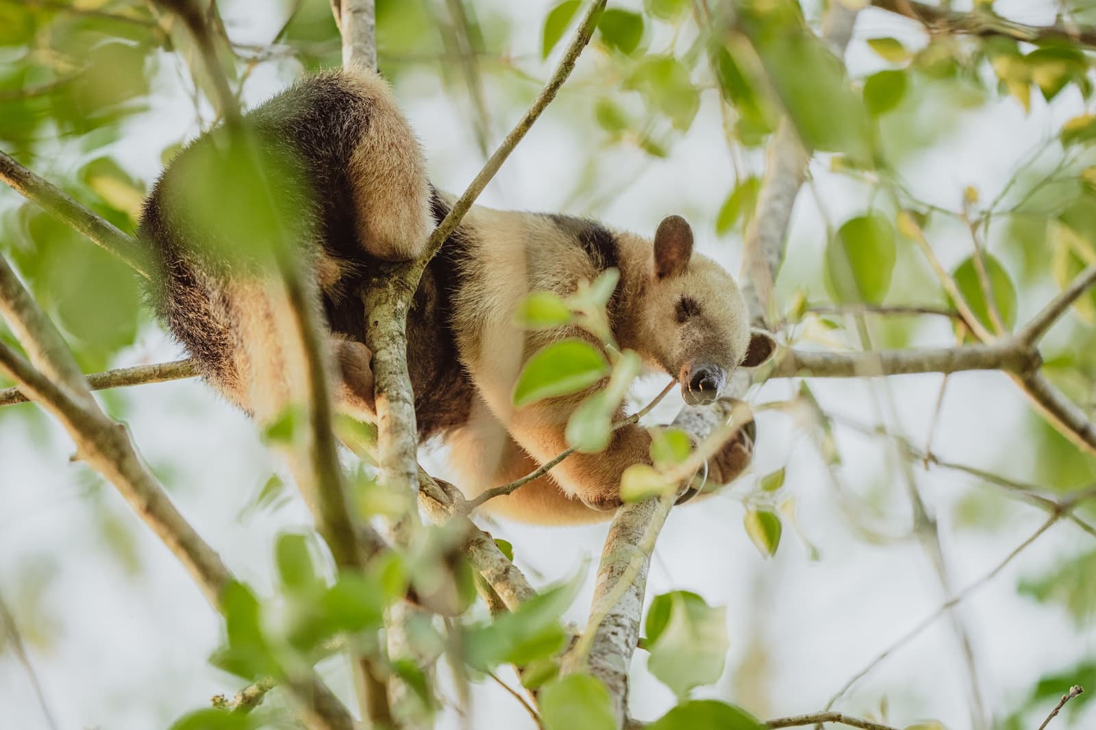 Perfectly content up there, and not remotely interested in coming down. A southern tamandua curled among leafy branches high in a tree canopy, its cream-and-dark banded fur visible on this luxury Pantanal and Amazon trip
