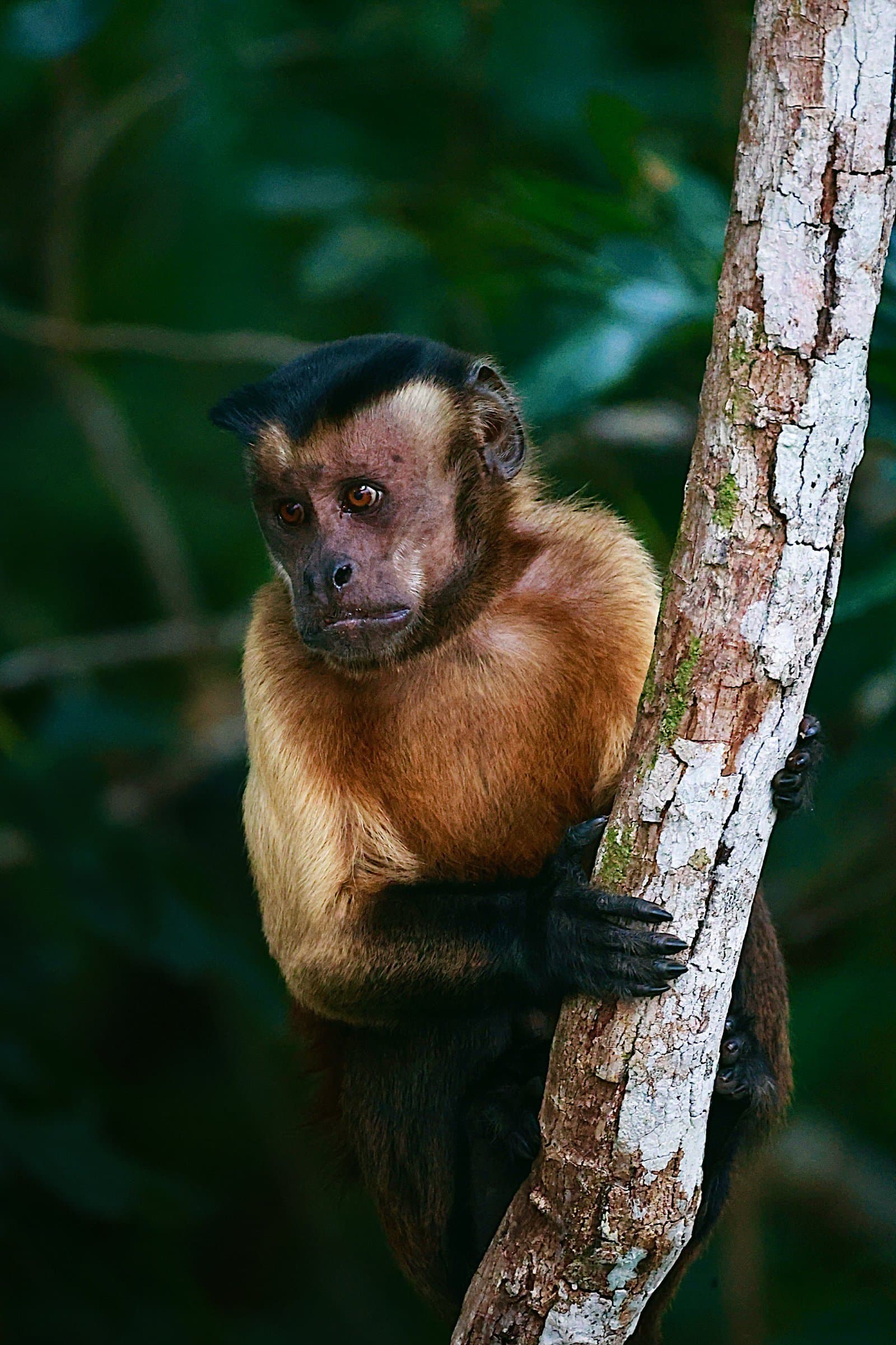 Curious, unimpressed, and absolutely in charge of this tree. Photo: All rights reserved A tufted capuchin monkey with golden-brown fur and a dark cap clings to a pale tree trunk in dense green forest, part of a brazil wildlife adventure across two biomes.