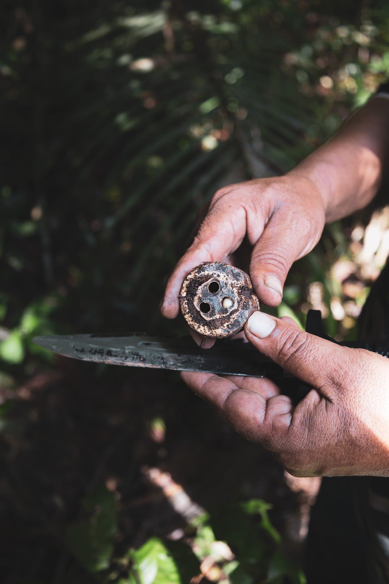 The forest has layers most people never see. A good guide changes that. A guide's hands hold a freshly cut cross-section of a forest root or trunk, revealing hollow chambers and a small larva inside, with a machete blade visible below, on an amazon and pantanal tour jungle trek.