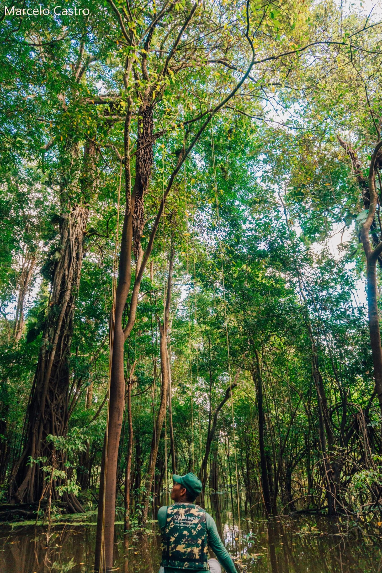Neck craned, ears open, the flooded forest rewards the patient. Photo: Marcelo Castro A guide from the Uakari Lodge looks up into the canopy of a flooded igapó forest during an amazon rainforest ecolodge trip in brazil, with tall trees rising from still dark water and hanging lianas framing the scene