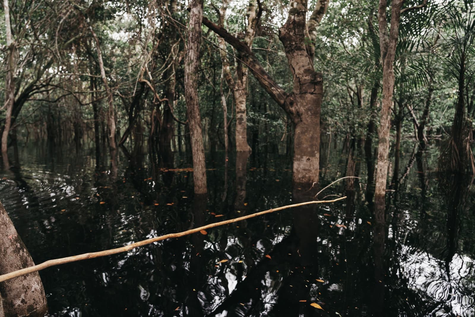 The forest doesn't stop at the waterline, it just keeps going. Dark blackwater flooding the base of tall rainforest trees in an Amazon igapó forest, seen from a canoe on a luxury Amazon cruise in Brazil, with a wooden paddle resting across the bow