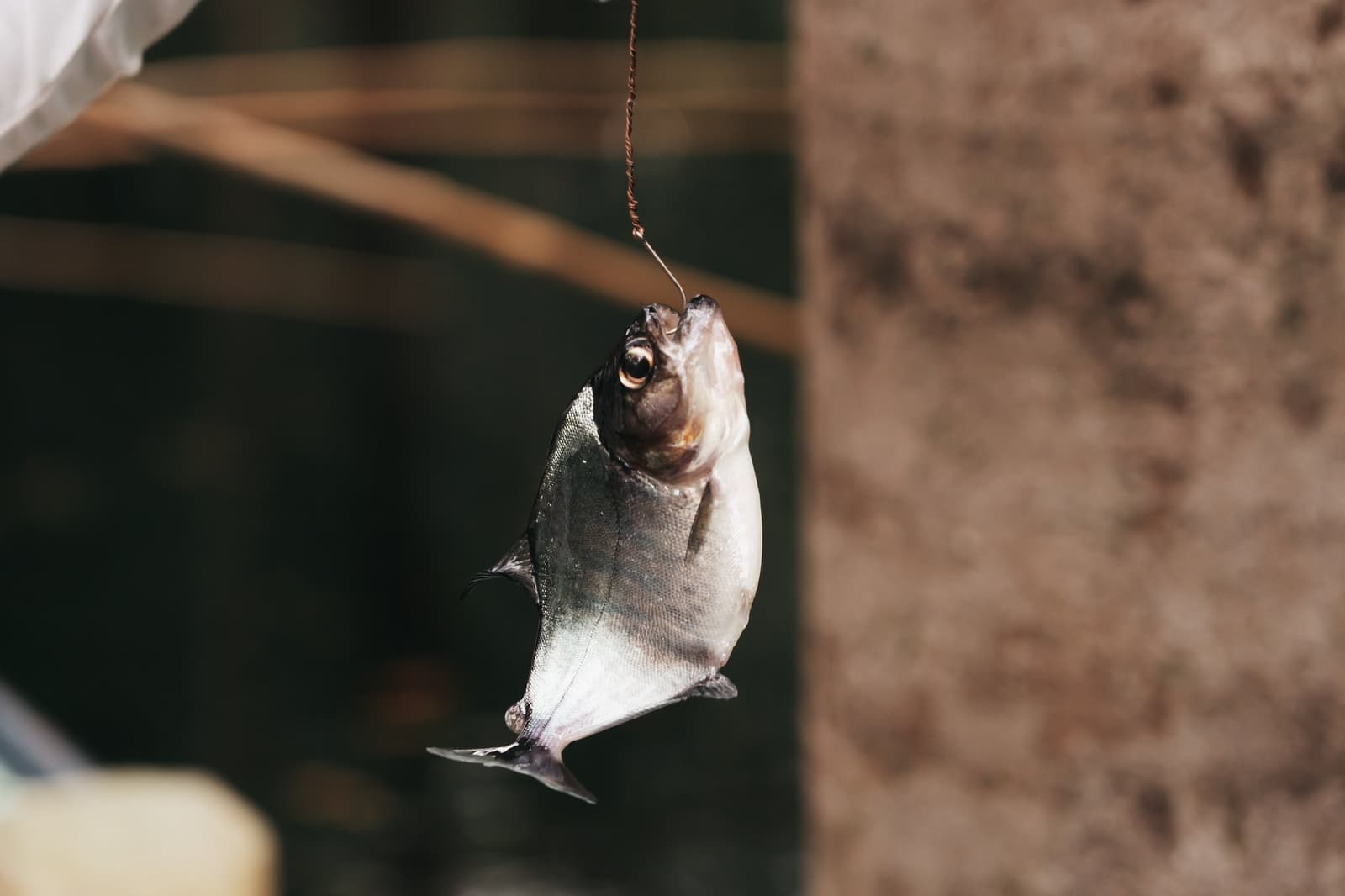 Caught on a handline, in water the colour of strong tea. A small silver fish hanging from a hook and line during traditional fishing on a luxury Amazon cruise in Brazil