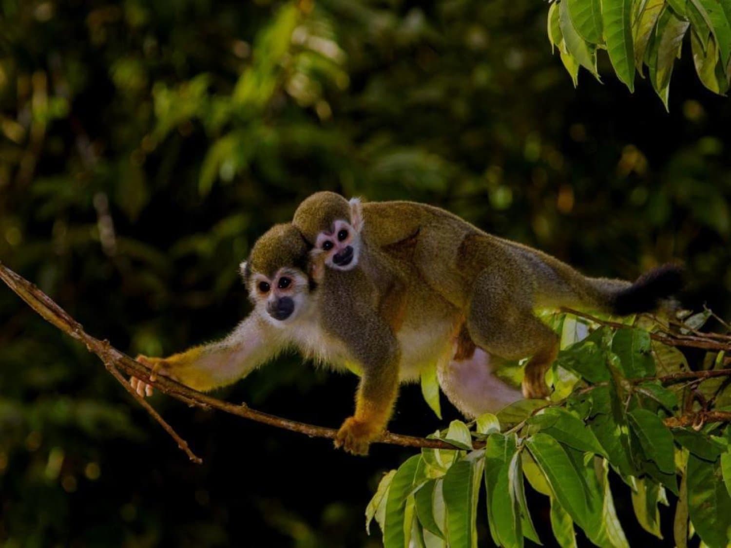 Two faces, one ride, the forest's smallest commuters are always on the move. A squirrel monkey carrying its infant on its back pauses on a thin branch during an amazon rainforest ecolodge trip in brazil, with dense green canopy behind them