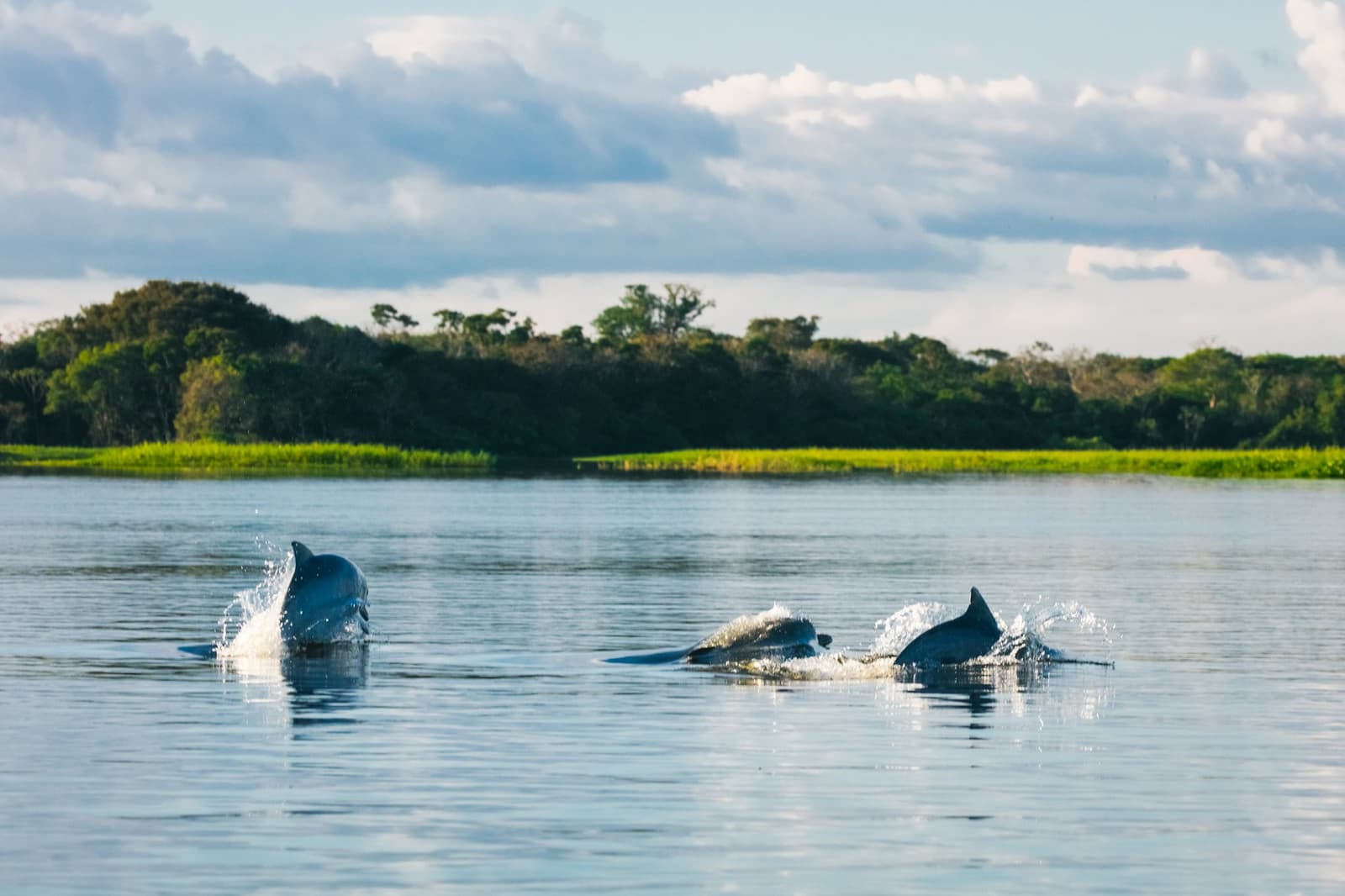 Three dolphins, one river, zero warning. Just how it goes out here. Photo: Guilherme Gomes Three river dolphins surfacing and splashing in a wide Amazon river channel on an amazon rainforest ecolodge trip in brazil, with a green flooded forest shoreline and cloudy sky in the background