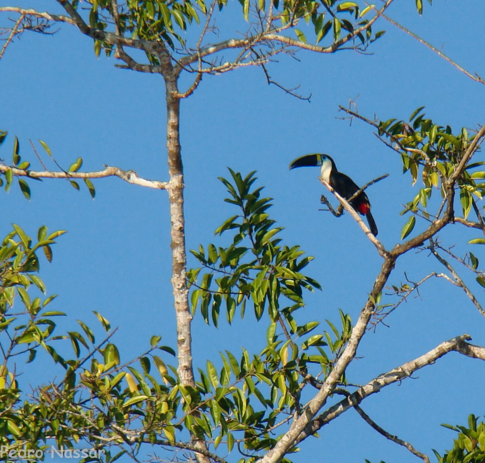 Bill that big, you'd think it would sit lower in the tree. Photo: Pedro Nassar A toucan with a large curved bill and red undertail perches on a bare branch high in the forest canopy during an amazon rainforest ecolodge trip in brazil, against a clear blue sky