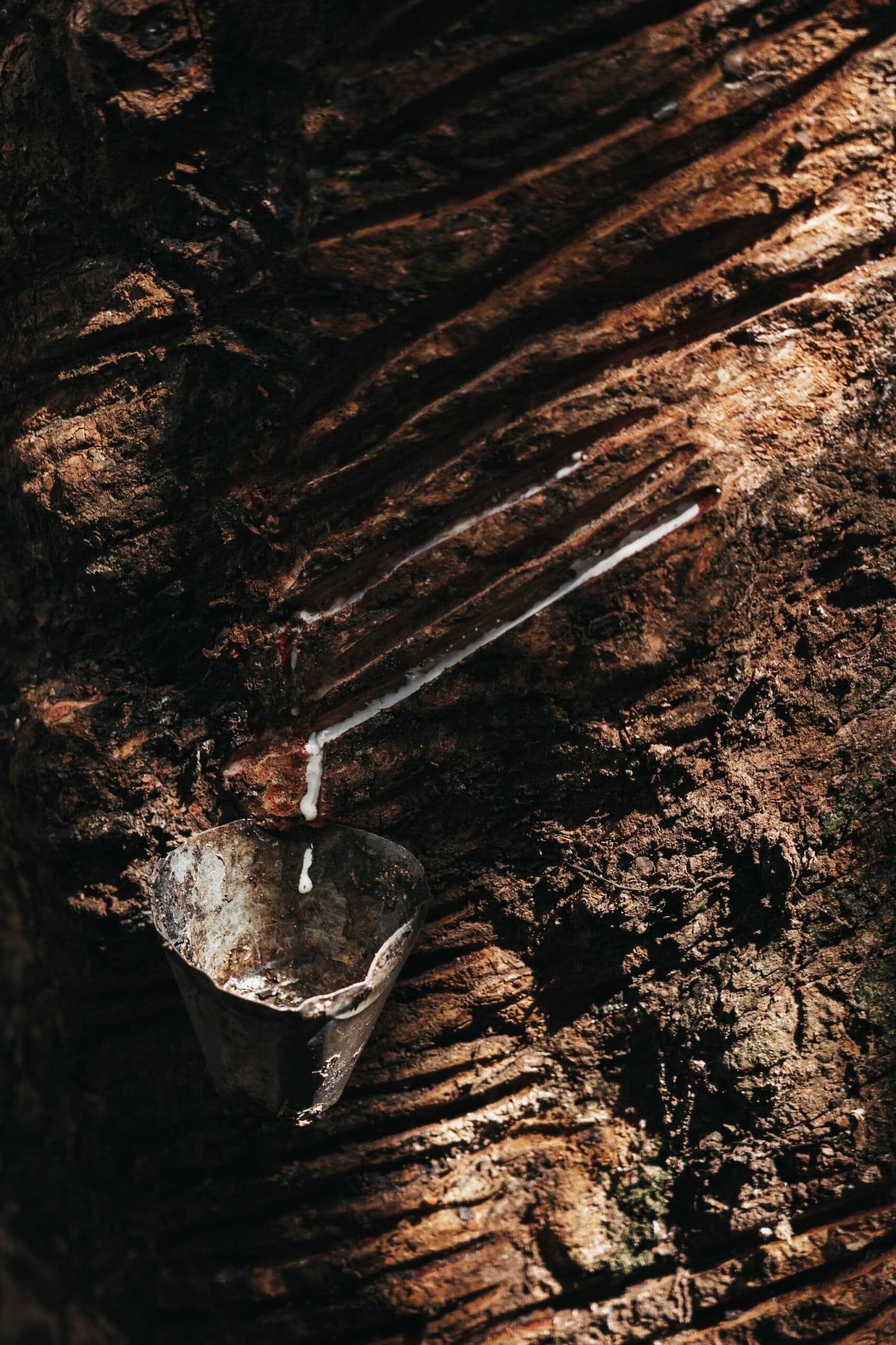 Slow, patient, and older than the boom that built Manaus. Close-up of a scored rubber tree trunk with white latex dripping into a small metal collection cup, a detail seen during a luxury amazon cruise in brazil