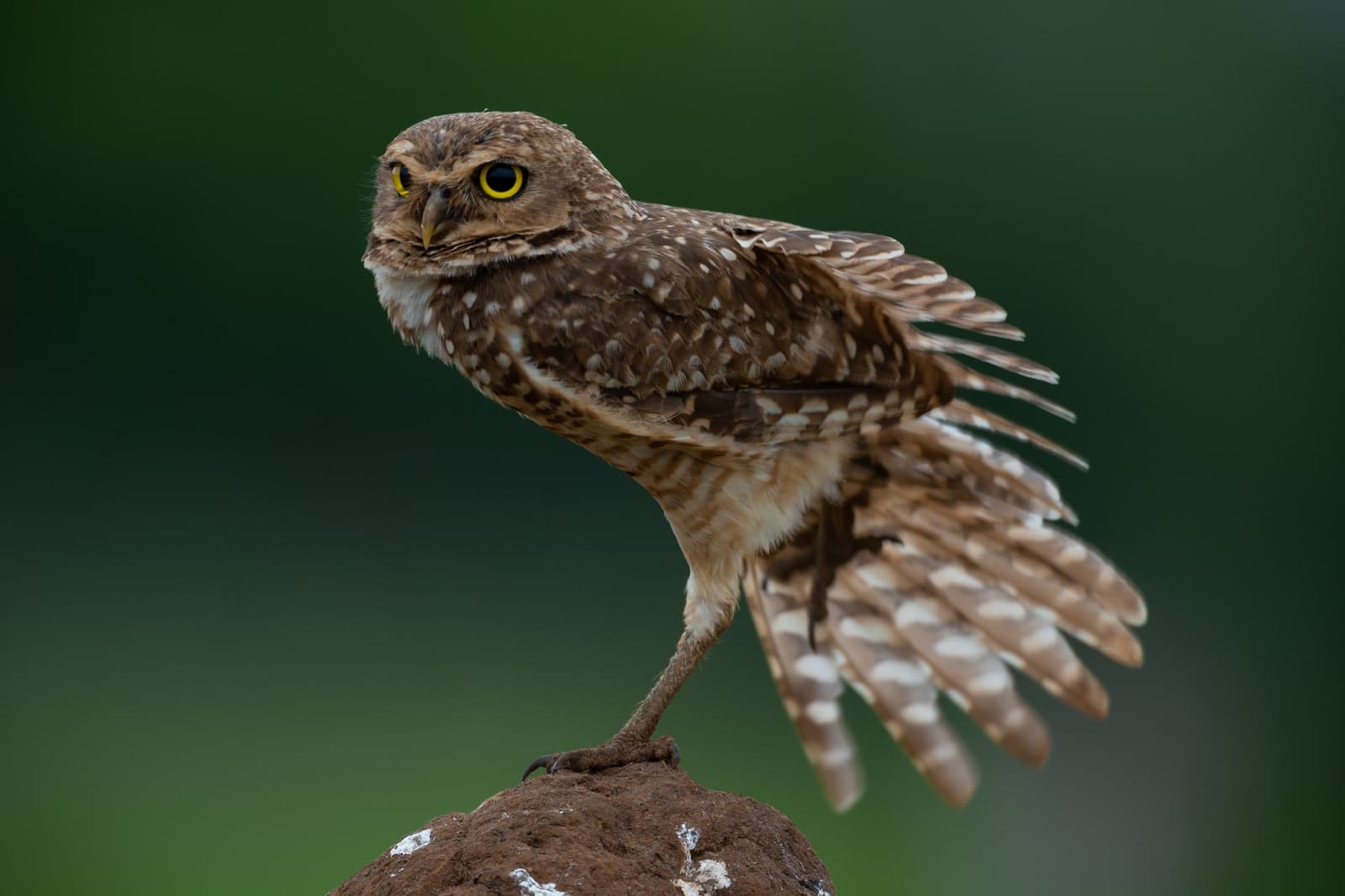 Standing on one leg, wing out, attitude fully intact. The owl has opinions. A burrowing owl balances on one leg atop a clay mound, one wing fanned out to the side and bright yellow eyes fixed on the camera, on this luxury Pantanal and Amazon trip