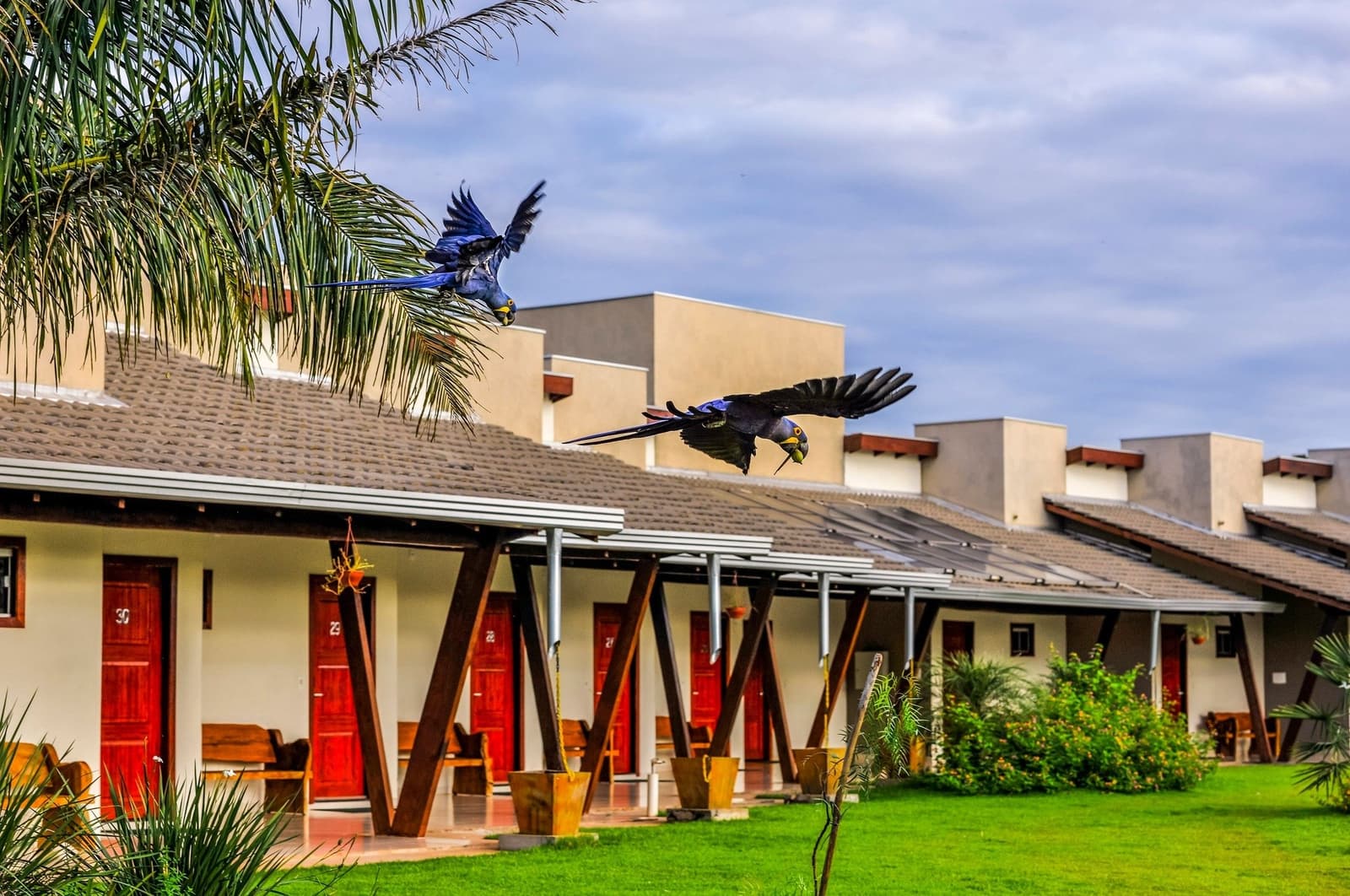 Two hyacinth macaws who clearly did not check the lodge's no-fly zone. Two hyacinth macaws in full flight over the rooftop and garden of a Pantanal ranch-style lodge on an amazon and pantanal tour, with red-doored guest rooms and palm trees in the foreground