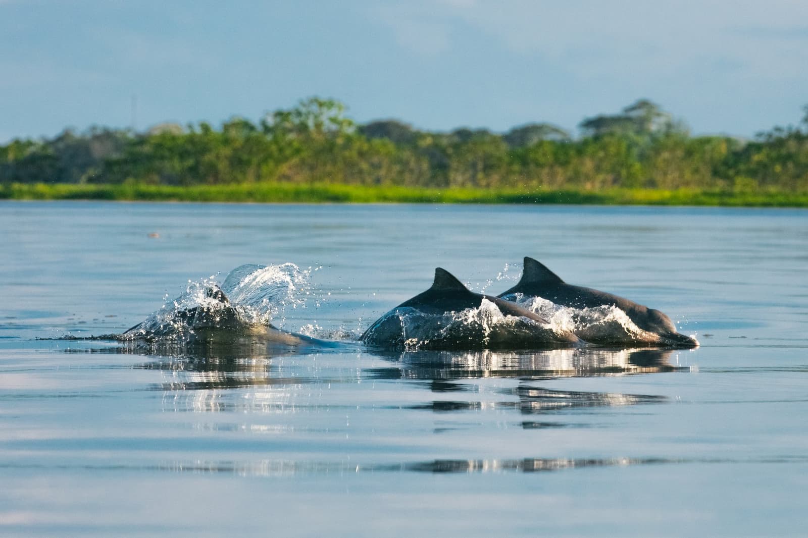 A pod moving in sync, the Amazon has its own rules about who owns the river. Photo: Guilherme Gomes Three river dolphins surfacing together in a calm Amazonian waterway during an amazon rainforest ecolodge trip in brazil, with lush floodplain vegetation lining the far bank