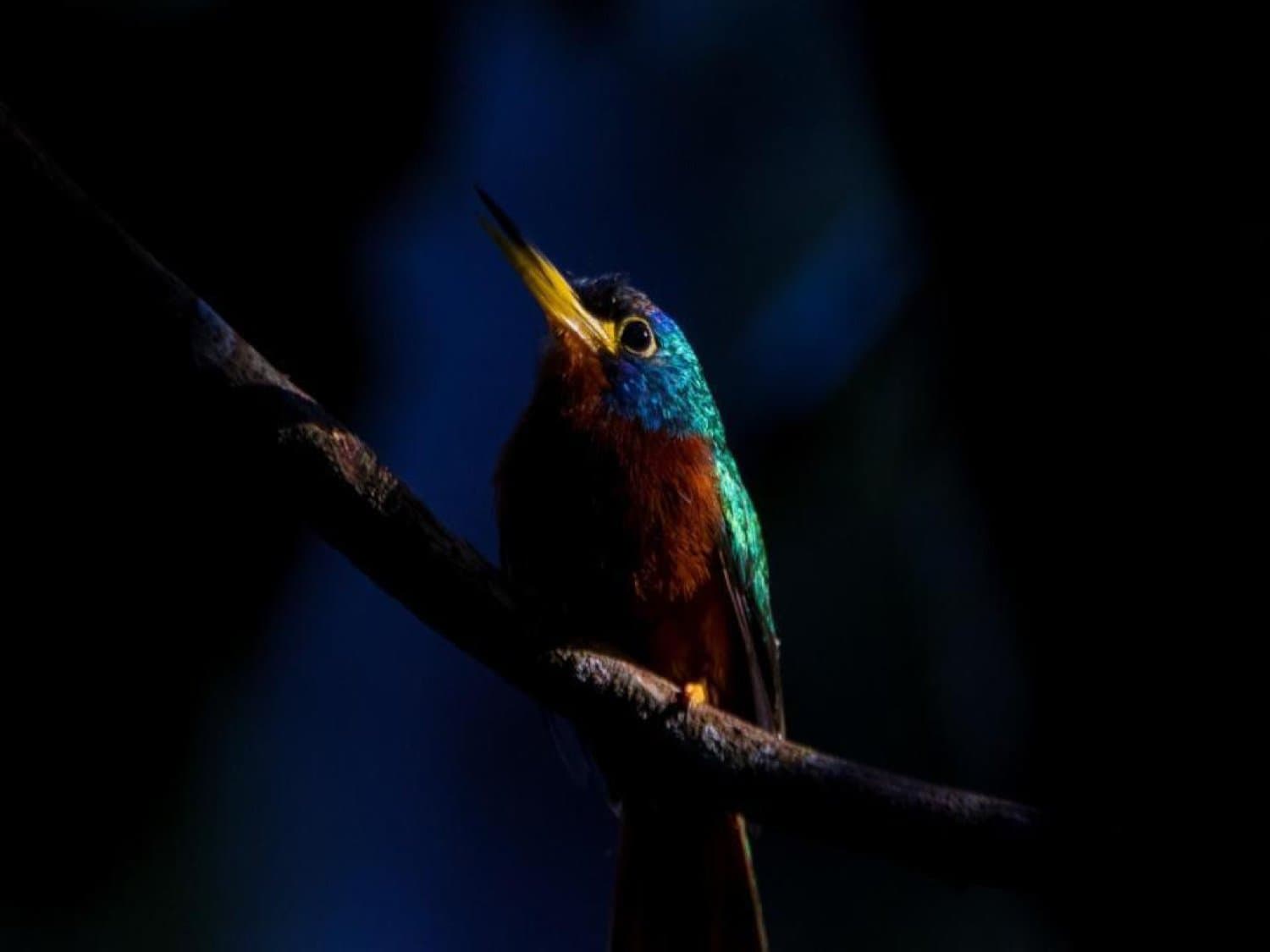 Tiny jewel on a dark branch, completely indifferent to your schedule. A small kingfisher-like bird with iridescent teal-green upperparts, a chestnut-rufous breast, and a sharp yellow-based bill perches on a dark branch against a deep blue-black background, spotted on an amazon rainforest ecolodge trip in brazil