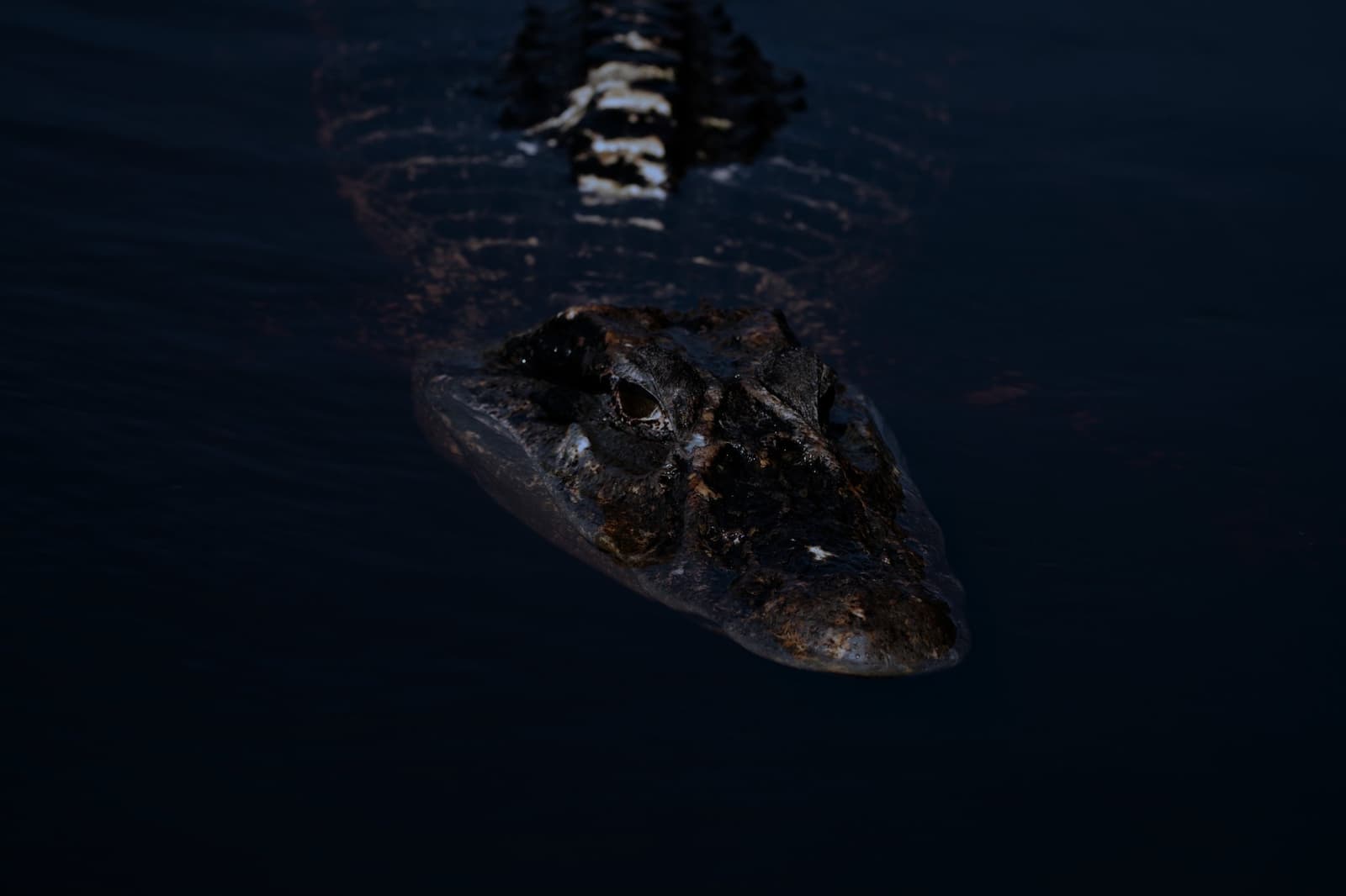 Patient, ancient, and completely at home in the dark. A caiman floating low in dark water at night, its textured head and banded tail visible just above the surface during an amazon rainforest ecolodge trip in brazil