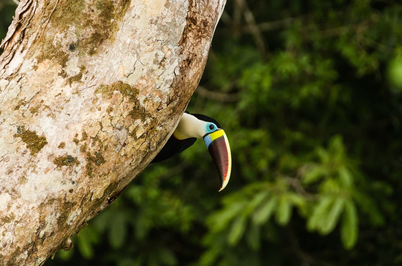 Turns out the forest's best trick is hiding in plain sight. Photo: Leonide Principe A toucan with a vivid multicolored bill peers out from a hollow in a large tree trunk during an amazon rainforest ecolodge trip in brazil, green forest canopy softly blurred behind it