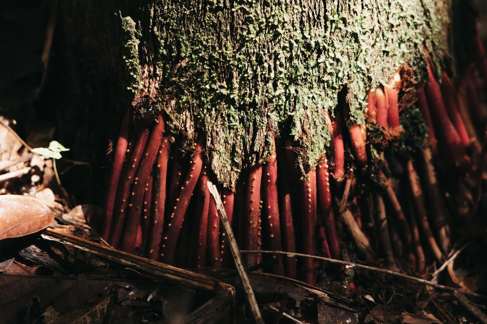The forest floor has its own agenda, and red is very much on it. Dense cluster of crimson red plant shoots with small yellow dots emerging from the base of a moss-covered tree trunk on the Amazon rainforest floor, seen on a luxury Amazon cruise in Brazil
