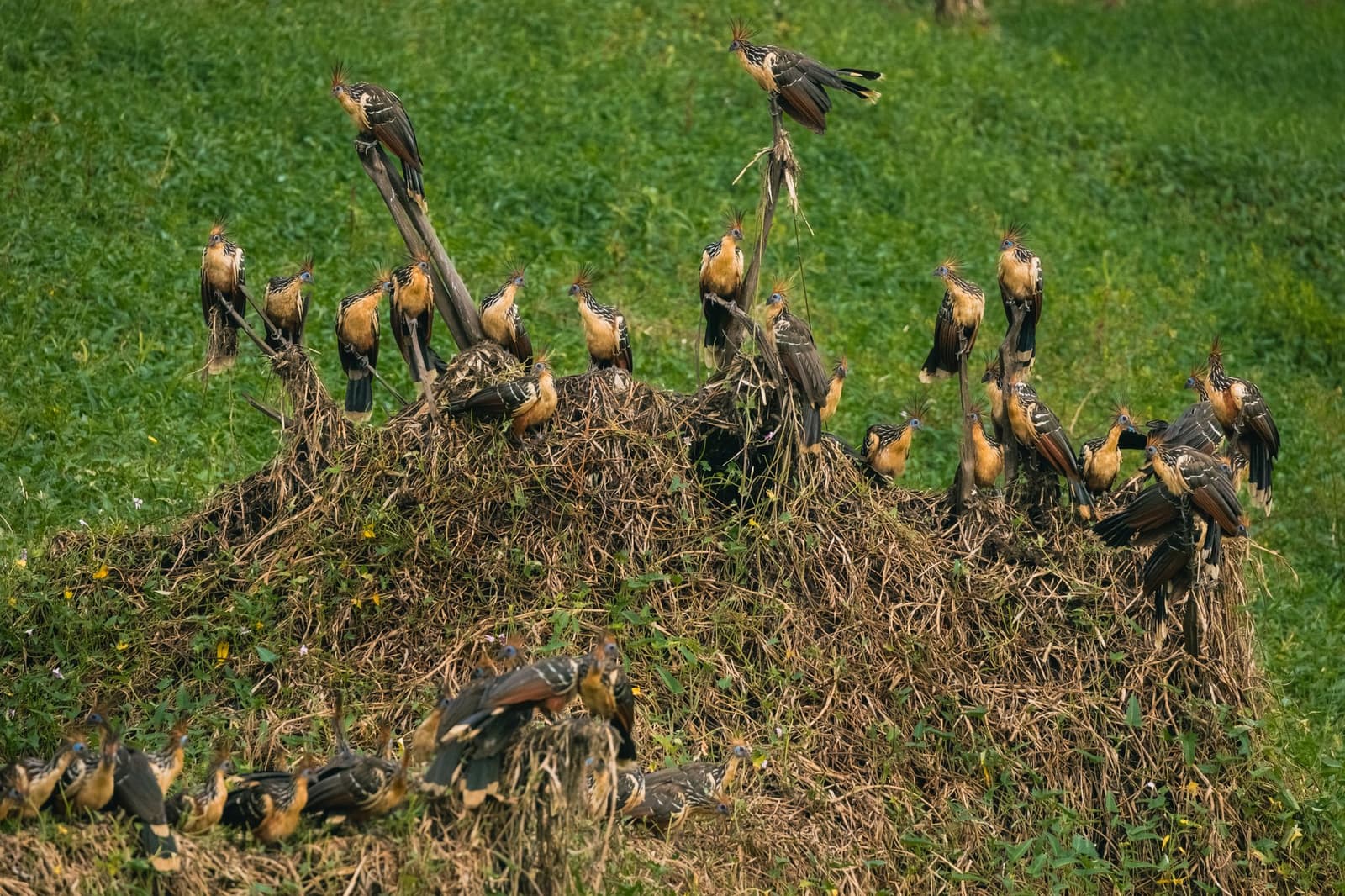 Thirty hoatzins and absolutely no personal space, they wouldn't have it any other way. Photo: Guilherme Gomes A large flock of hoatzins with orange-buff plumage, spiky crests, and blue facial skin crowding a mound of dried vegetation on an amazon rainforest ecolodge trip in brazil, with green grass in the background
