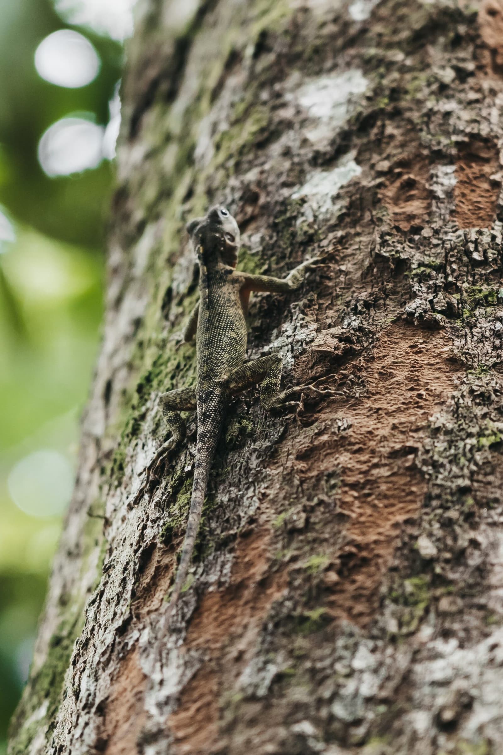 Camouflage this good takes millions of years to perfect. A small mottled lizard clinging to a moss-patched tree trunk in the Amazon rainforest, its scaled body nearly invisible against the bark — spotted on a luxury Amazon cruise in Brazil