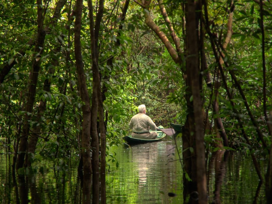 Paddler in a canoe gliding through the flooded igapó forest of the Rio Negro Paddler in a canoe gliding through the flooded igapó forest of the Rio Negro
