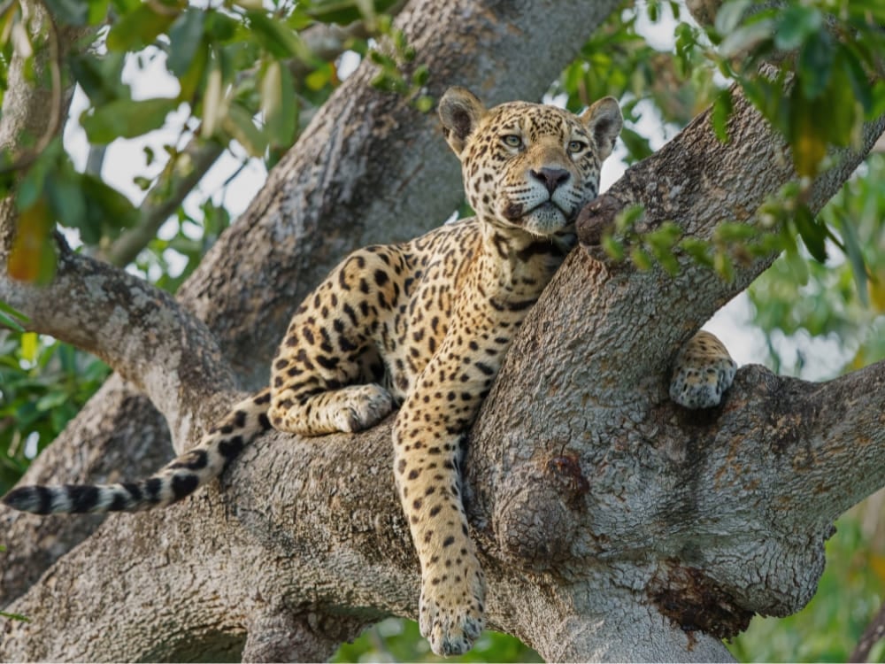 Photo: Henk Boogard A jaguar resting on a large tree branch in the Pantanal, gazing toward the camera amid green foliage.