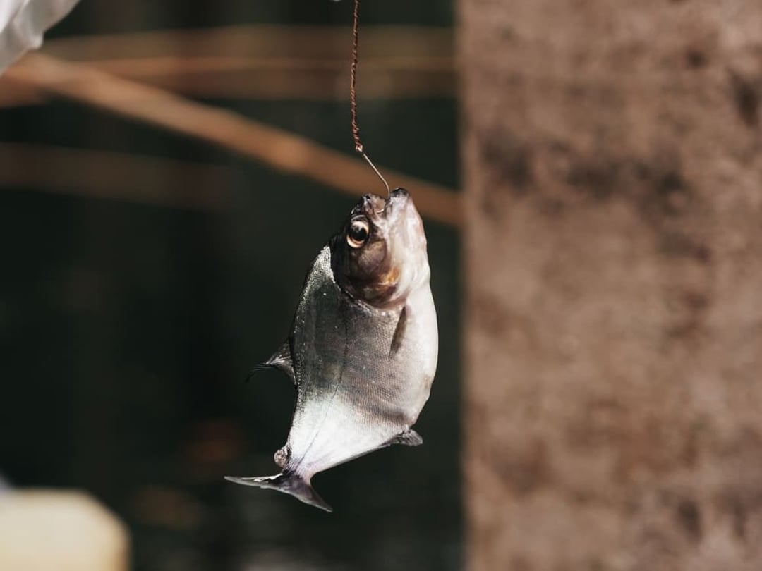 Freshly caught piranha hanging from a simple handline during Amazon fishing Freshly caught piranha hanging from a simple handline during Amazon fishing