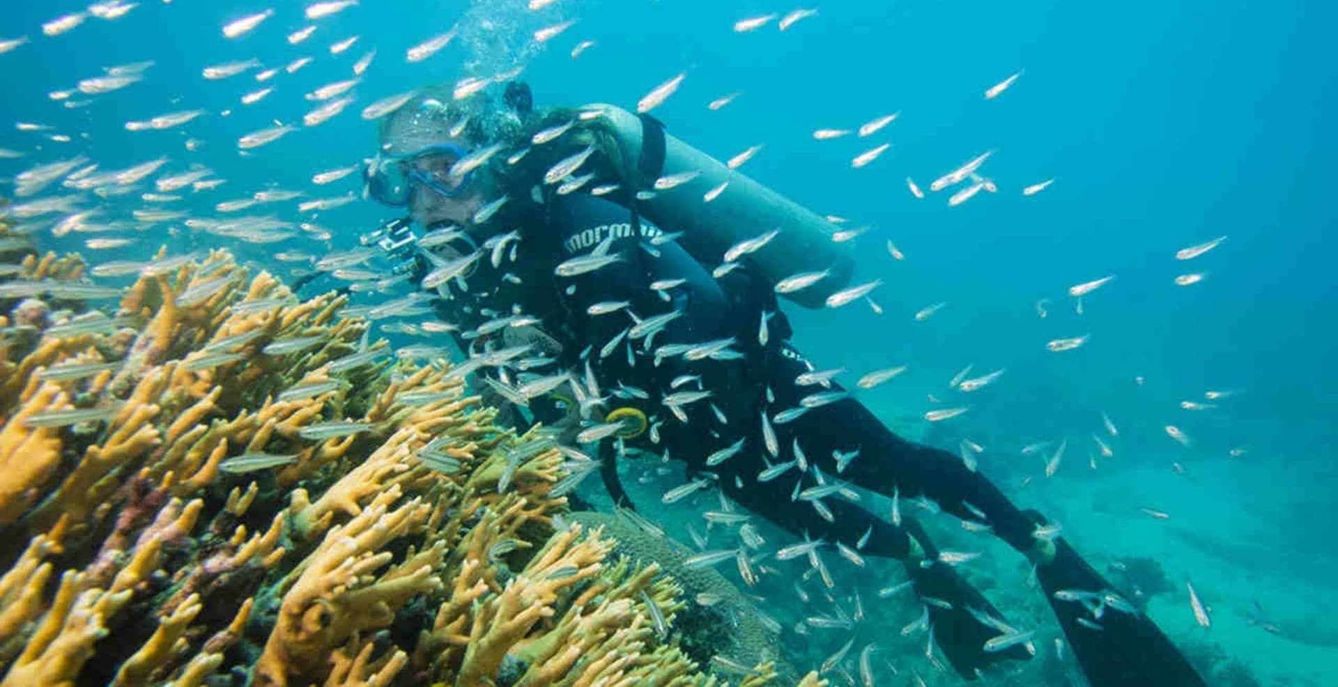 Diving Liveaboard Abrolhos: Dive Brazil’s First Marine Park Diving Liveaboard Abrolhos: Dive Brazil’s First Marine Park