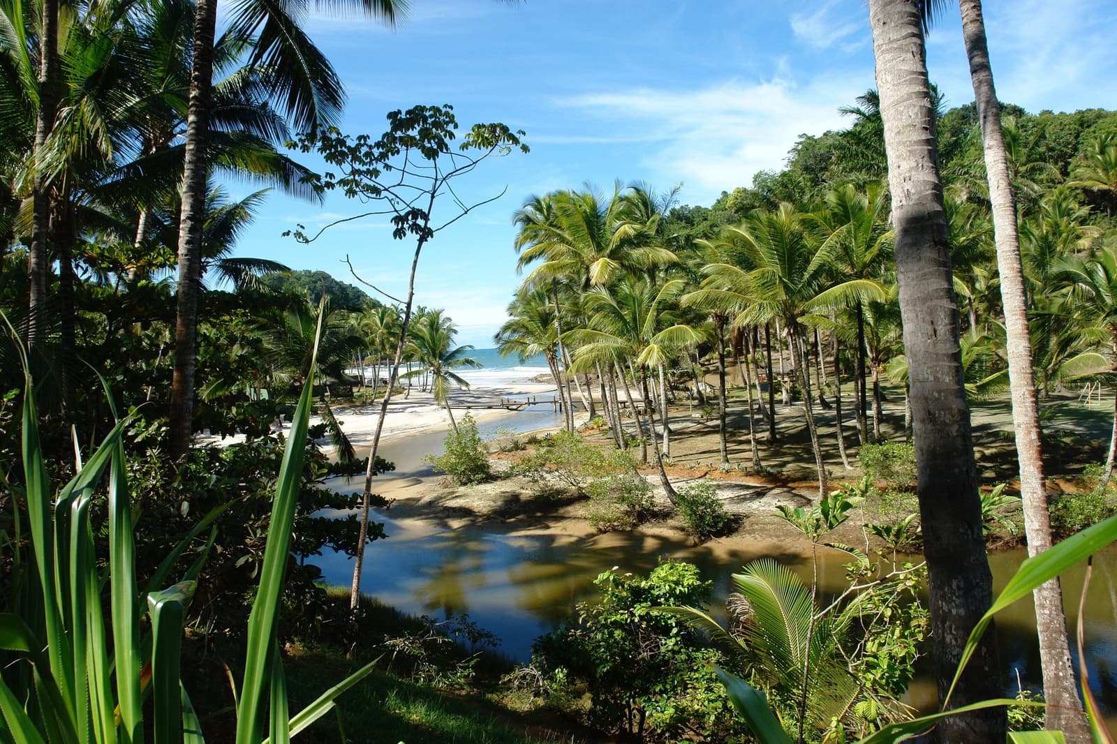 Jungle, creek, sand, sea, Itacaré rarely bothers with just one. A small creek winds through a grove of coconut palms toward a white-sand beach on the Itacaré surf school coast, with Atlantic forest covering the hills behind and blue ocean waves visible in the distance