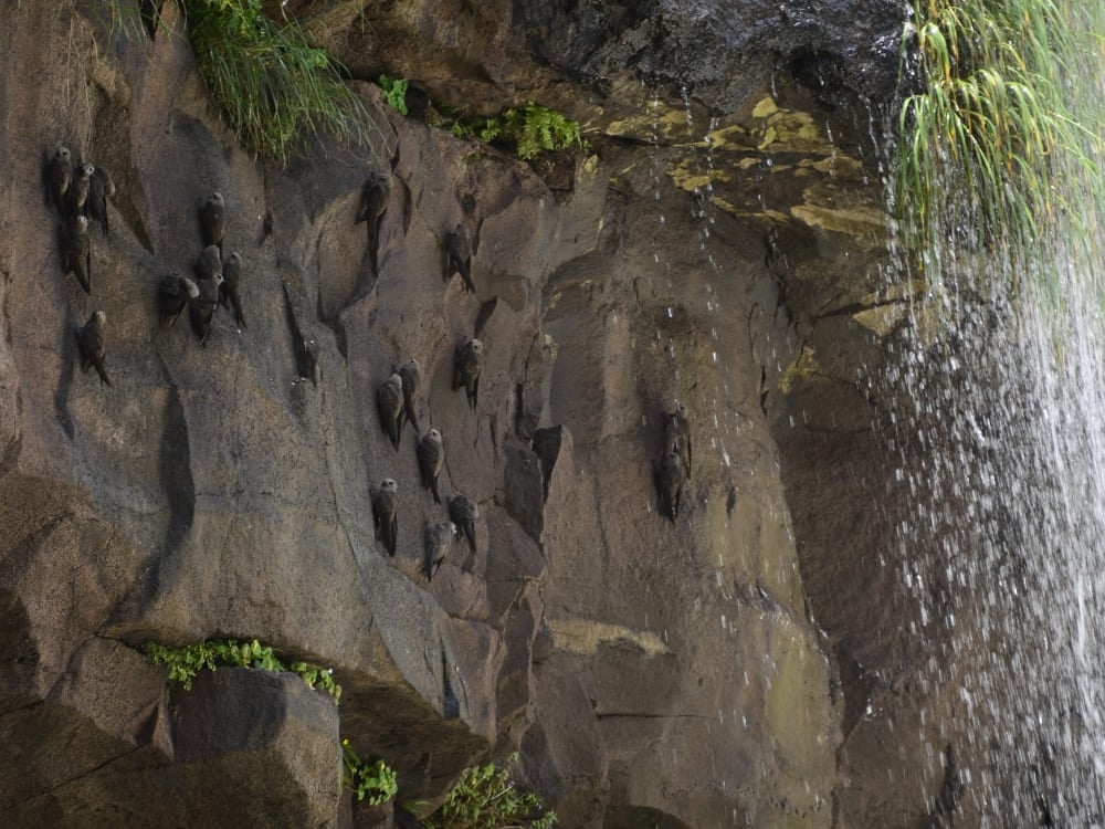 Great dusky swifts perched on the wet rock wall behind the curtain of water at Iguazu Falls, Brazil. Great dusky swifts perched on the wet rock wall behind the curtain of water at Iguazu Falls, Brazil.