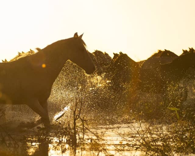 Horses splashing through shallow water at sunrise in the Pantanal