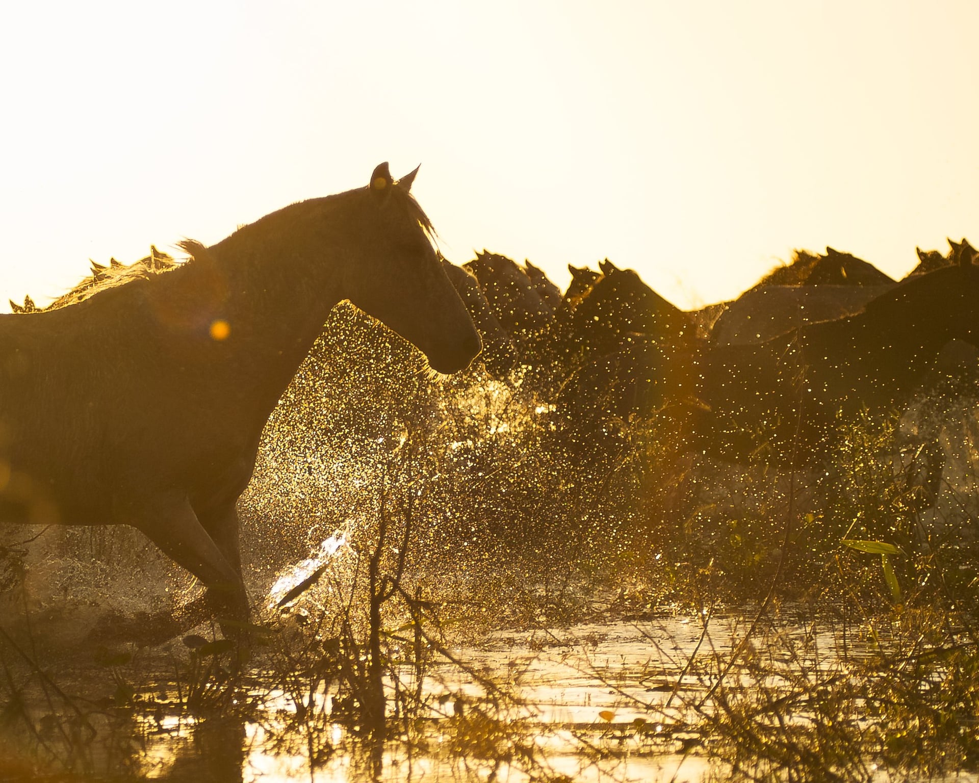 Horses splashing through shallow water at sunrise in the Pantanal Horses splashing through shallow water at sunrise in the Pantanal