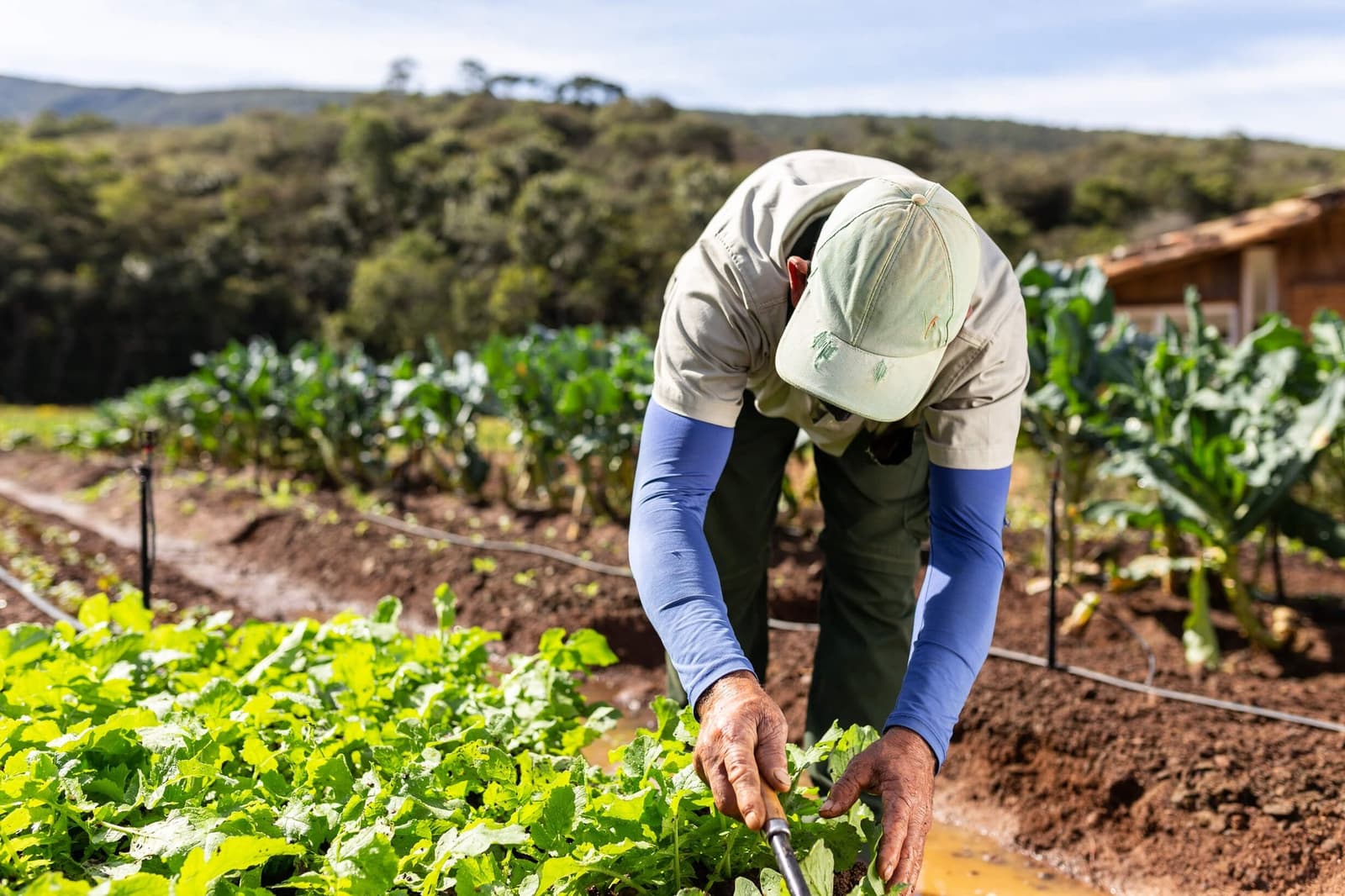 Food grown this morning, eaten this evening. That's the whole idea. A worker tending leafy green vegetable beds by hand at the Ibiti Project's organic garden, with hillside Atlantic forest visible in the background